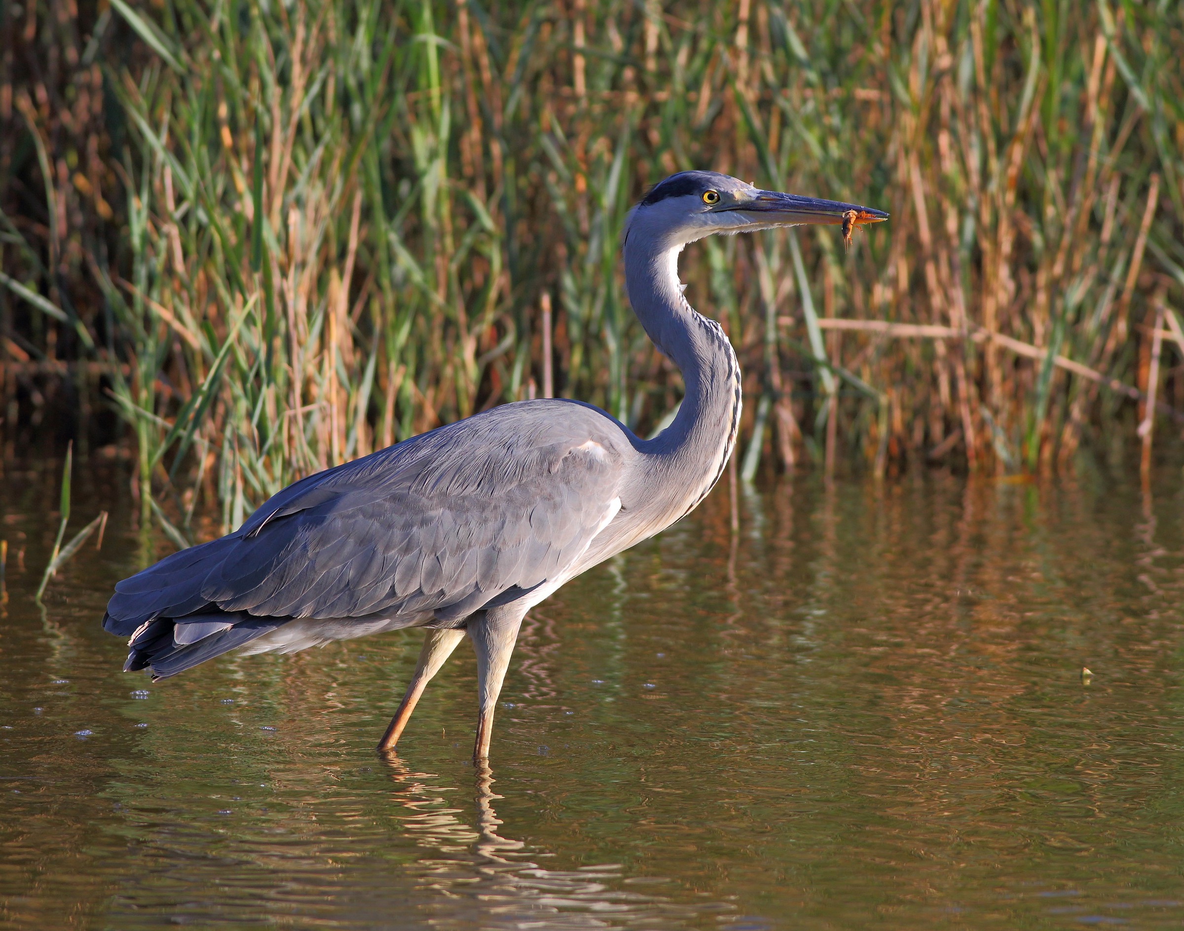 Mid-evening snack (heron)