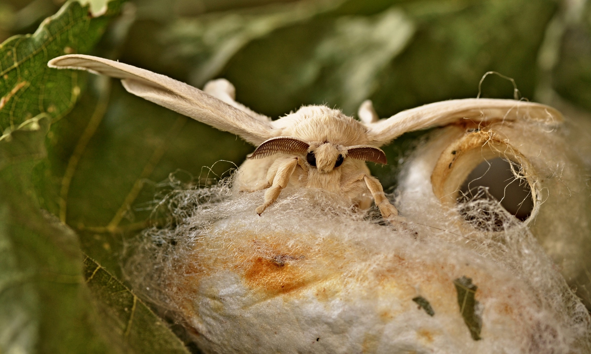 ...da baco...a crisalide....