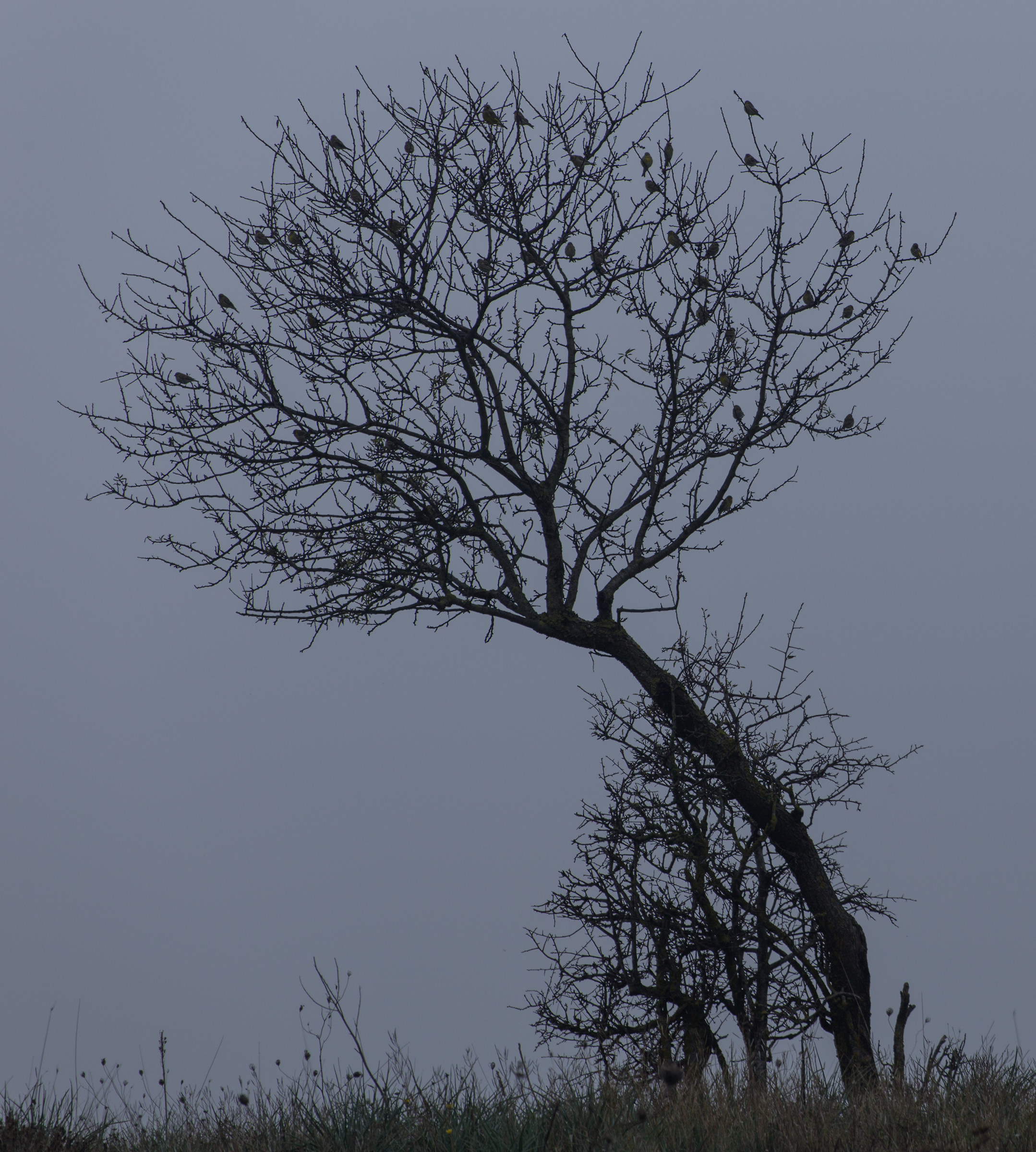 It is, like autumn .... on the trees ....