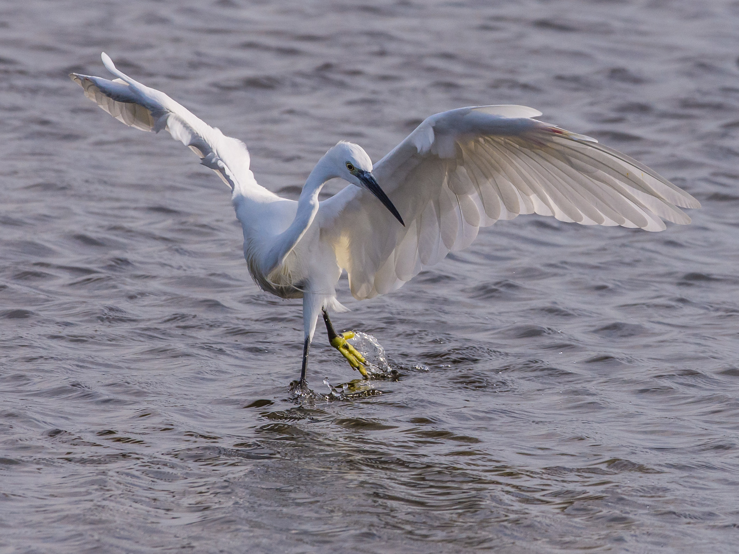 A passo di danza...!
