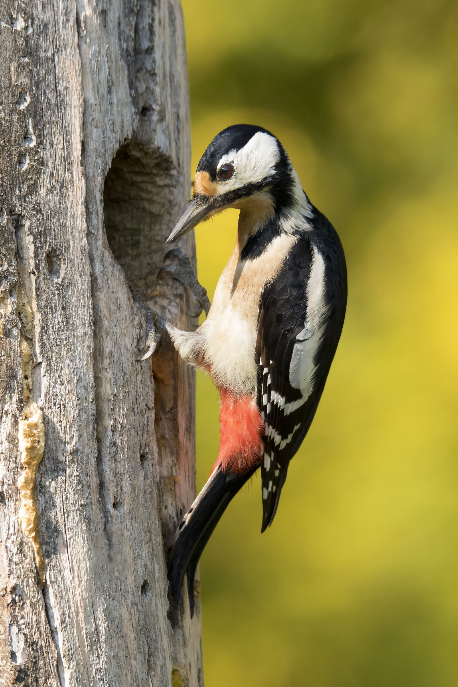 Red woodpecker flies Picus