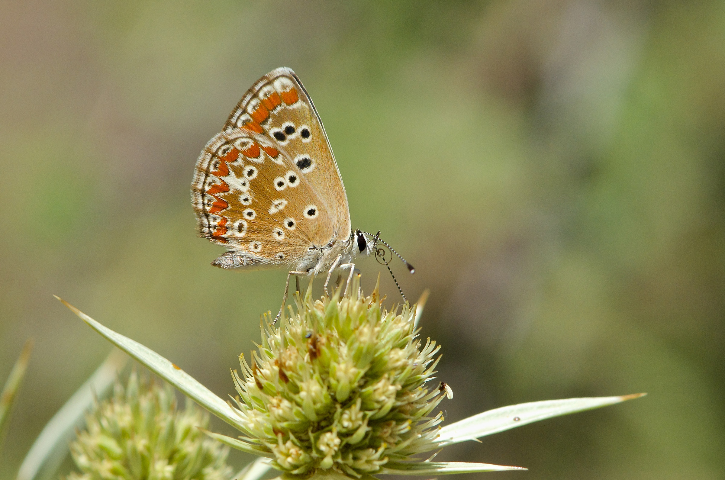 Aricia agestis