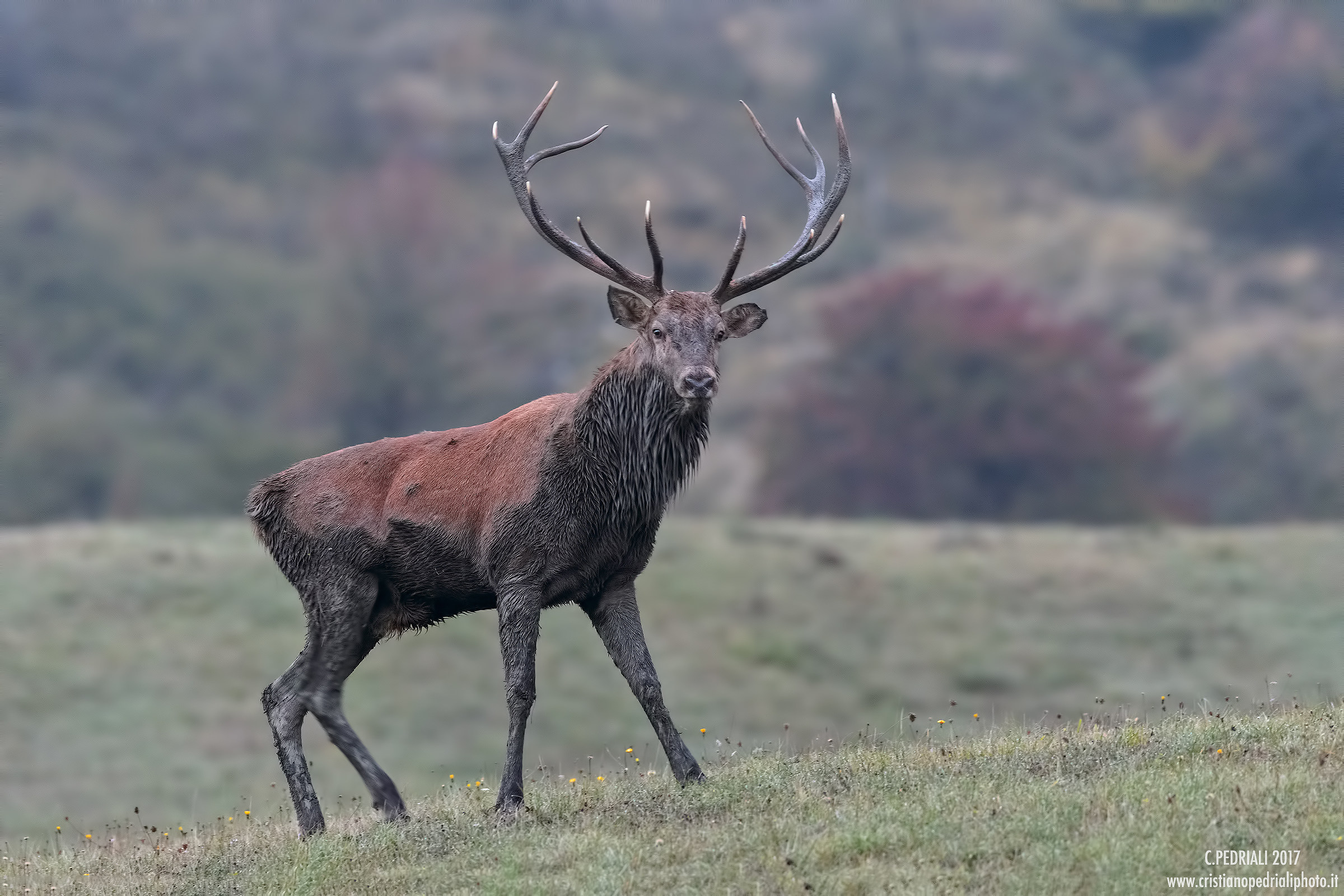 Male deer and mud ...