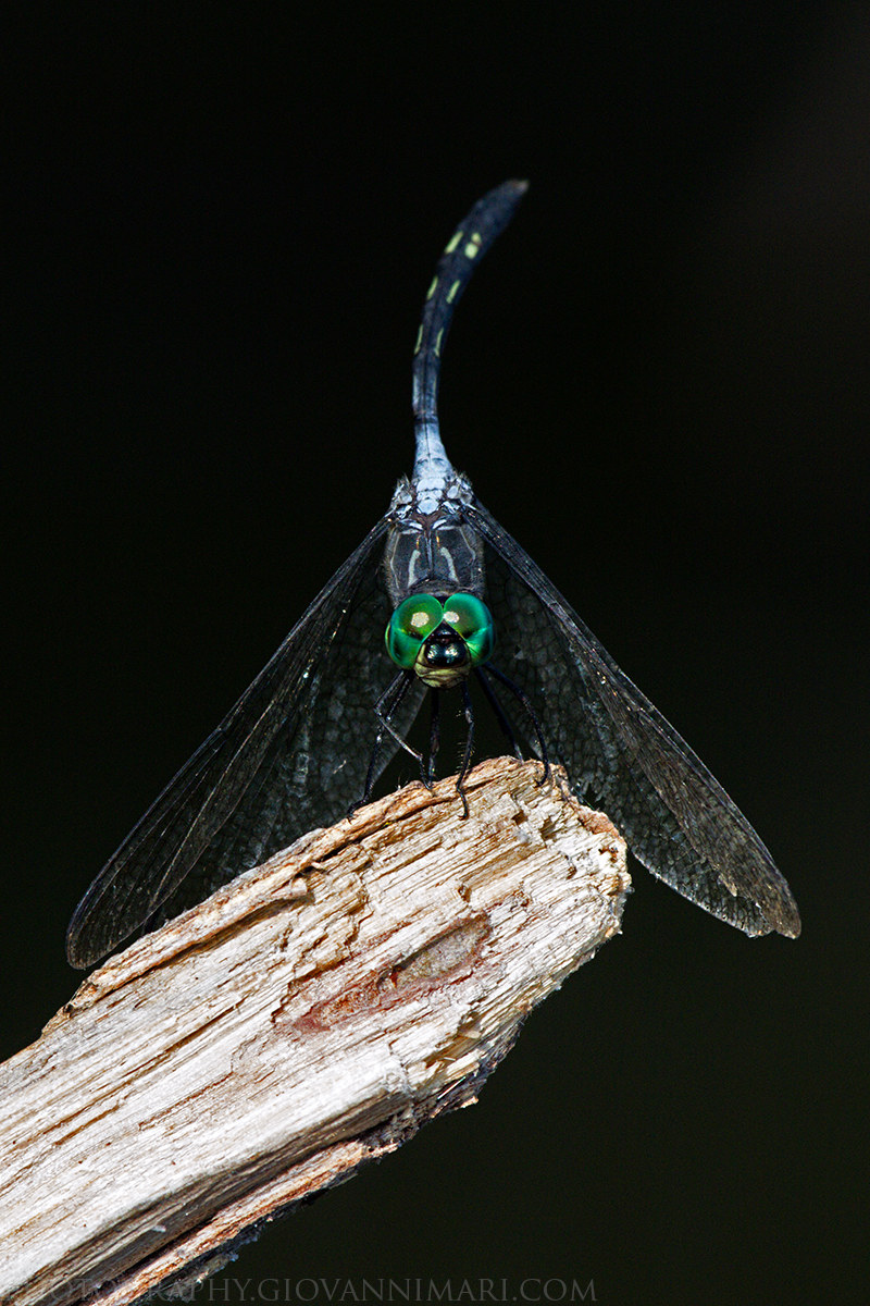 Dragonfly, Tambopata River - Peru
