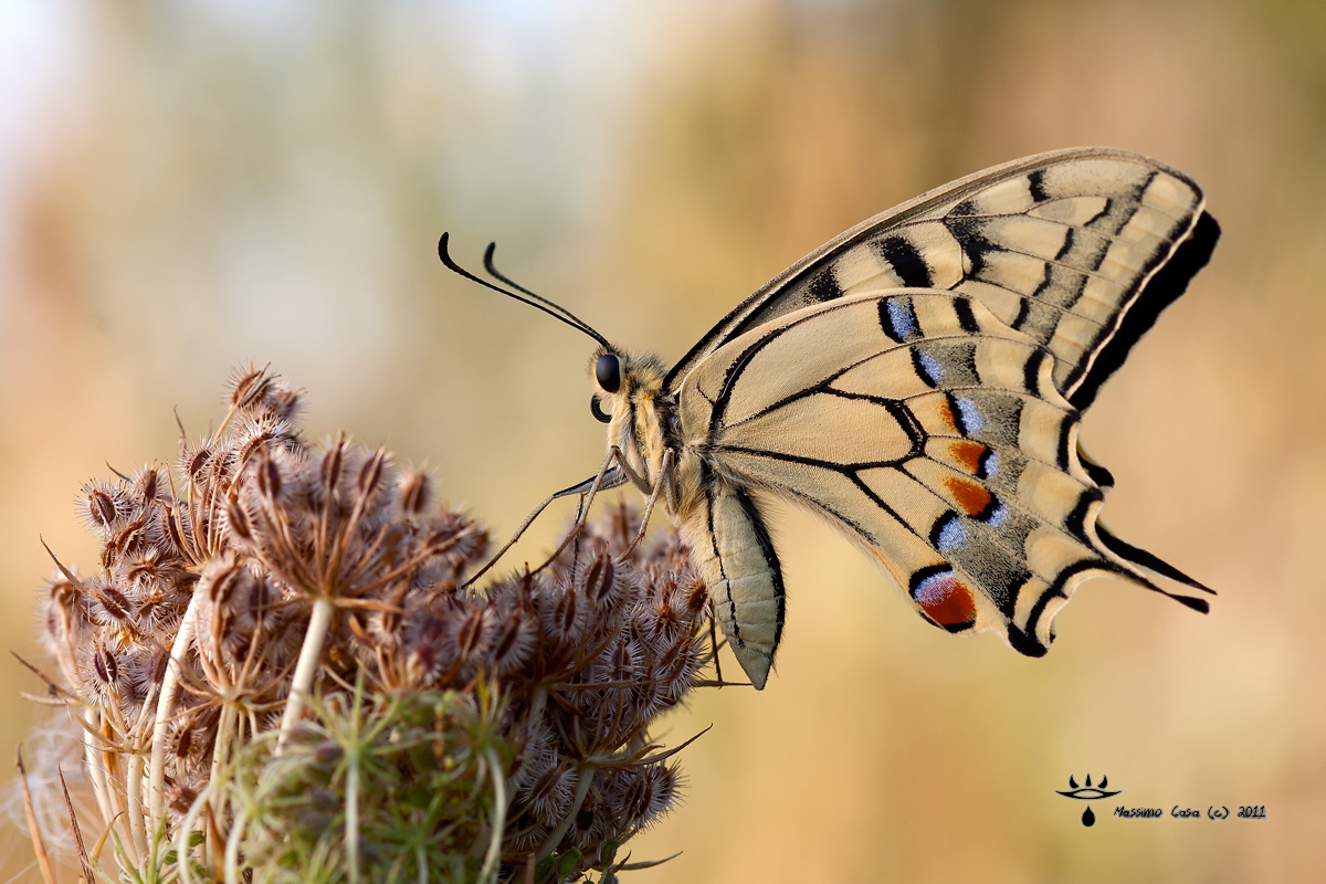 Papilio Machaon