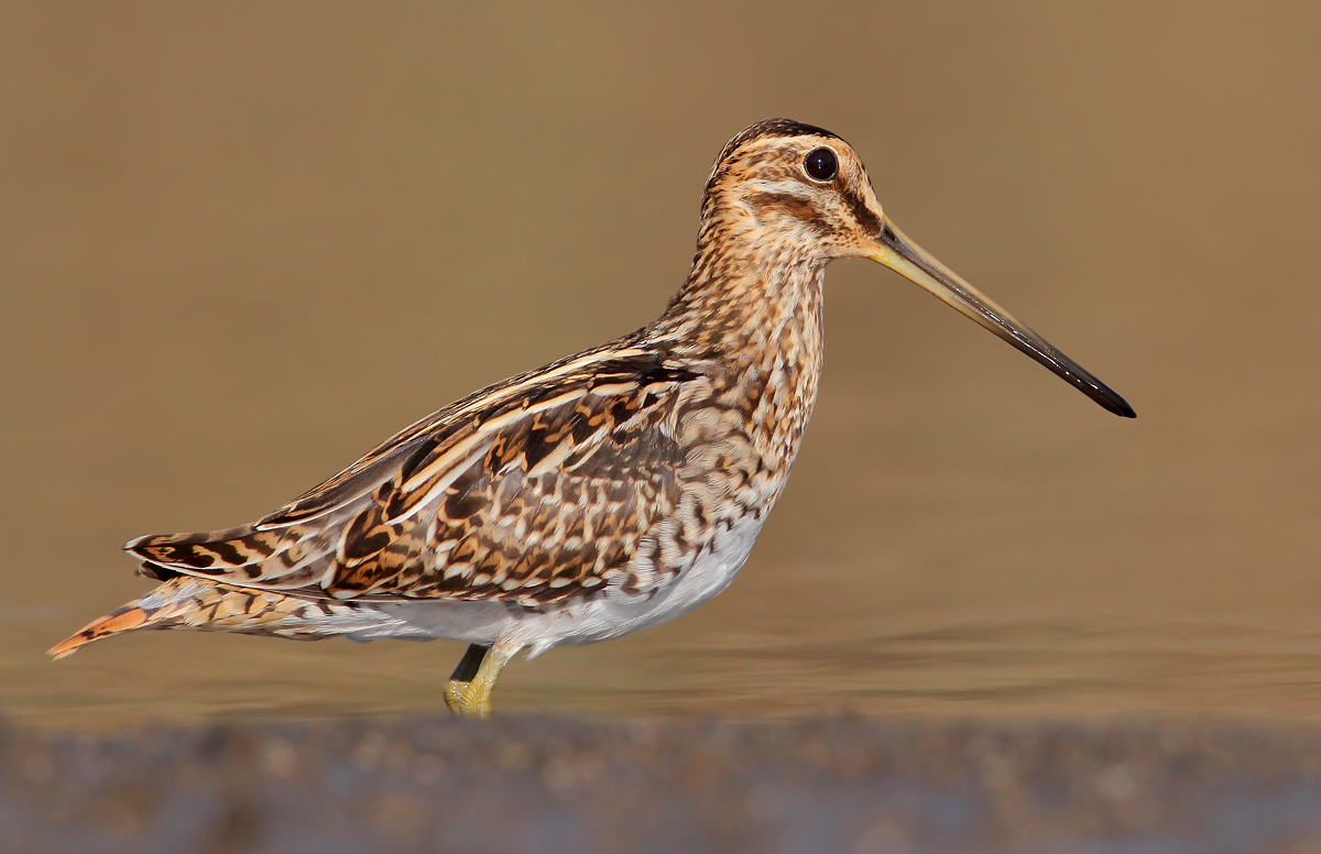 Snipe