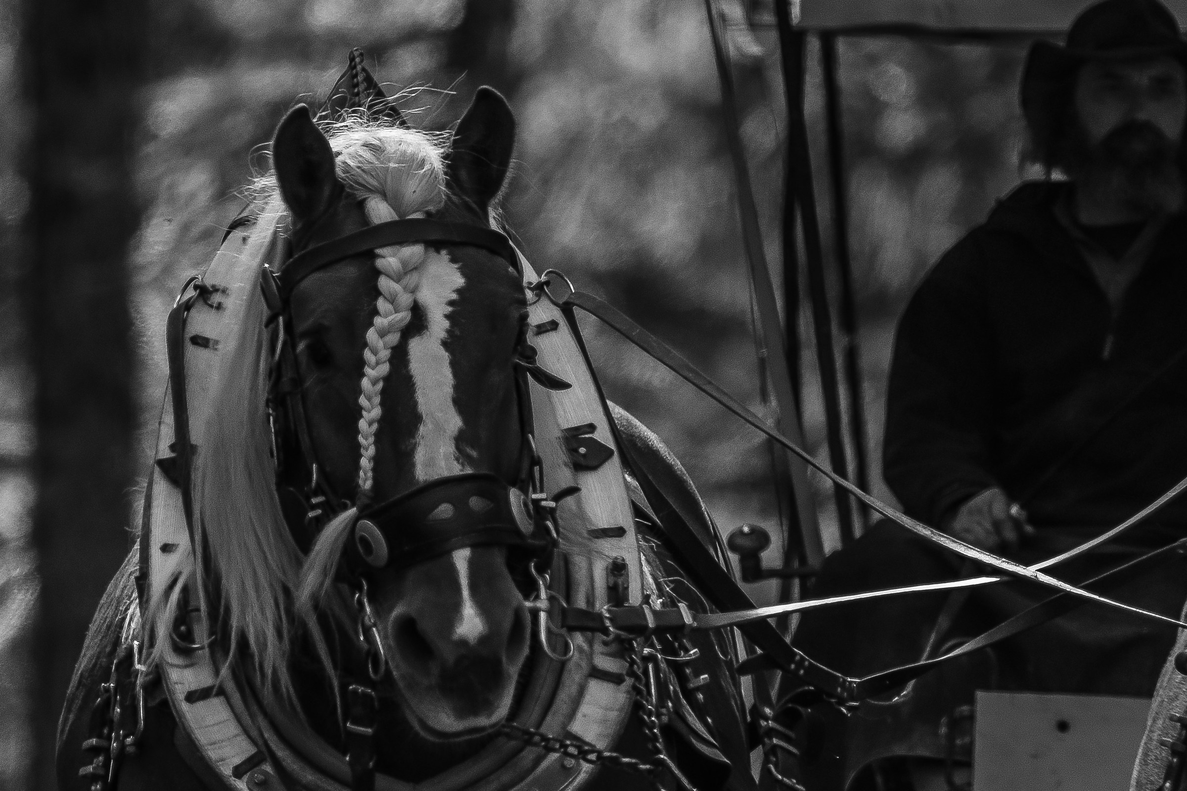 blond-was the horse of my grandfather-