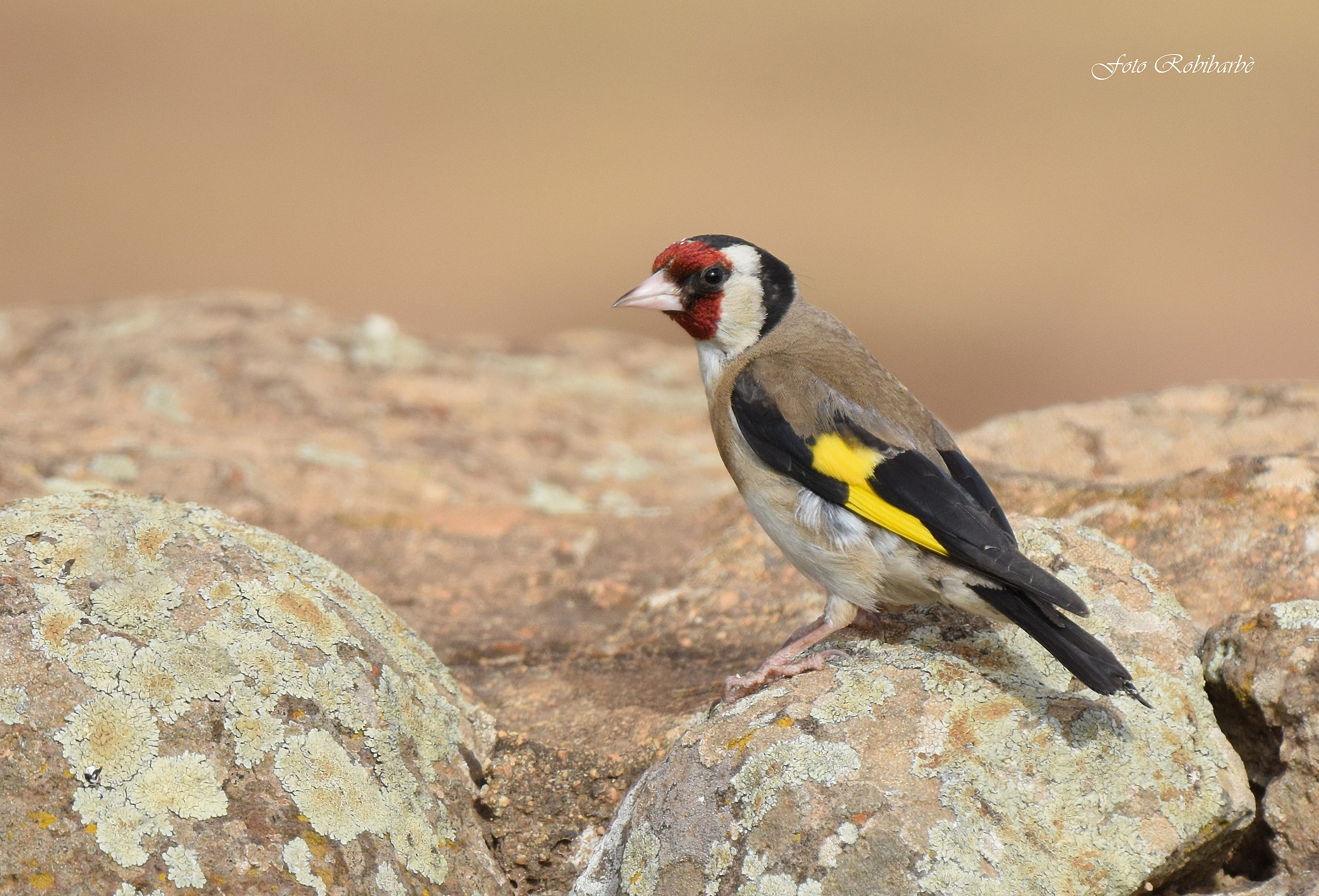 Goldfinch...