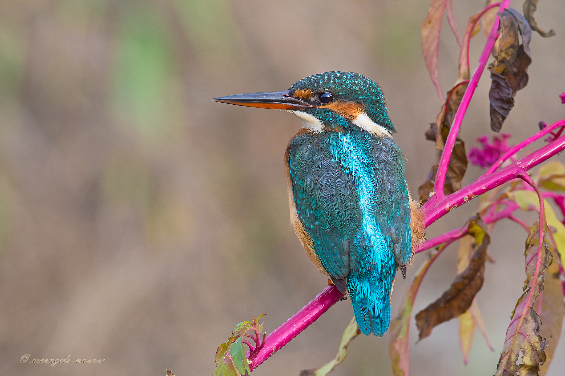 Martina on the wicker