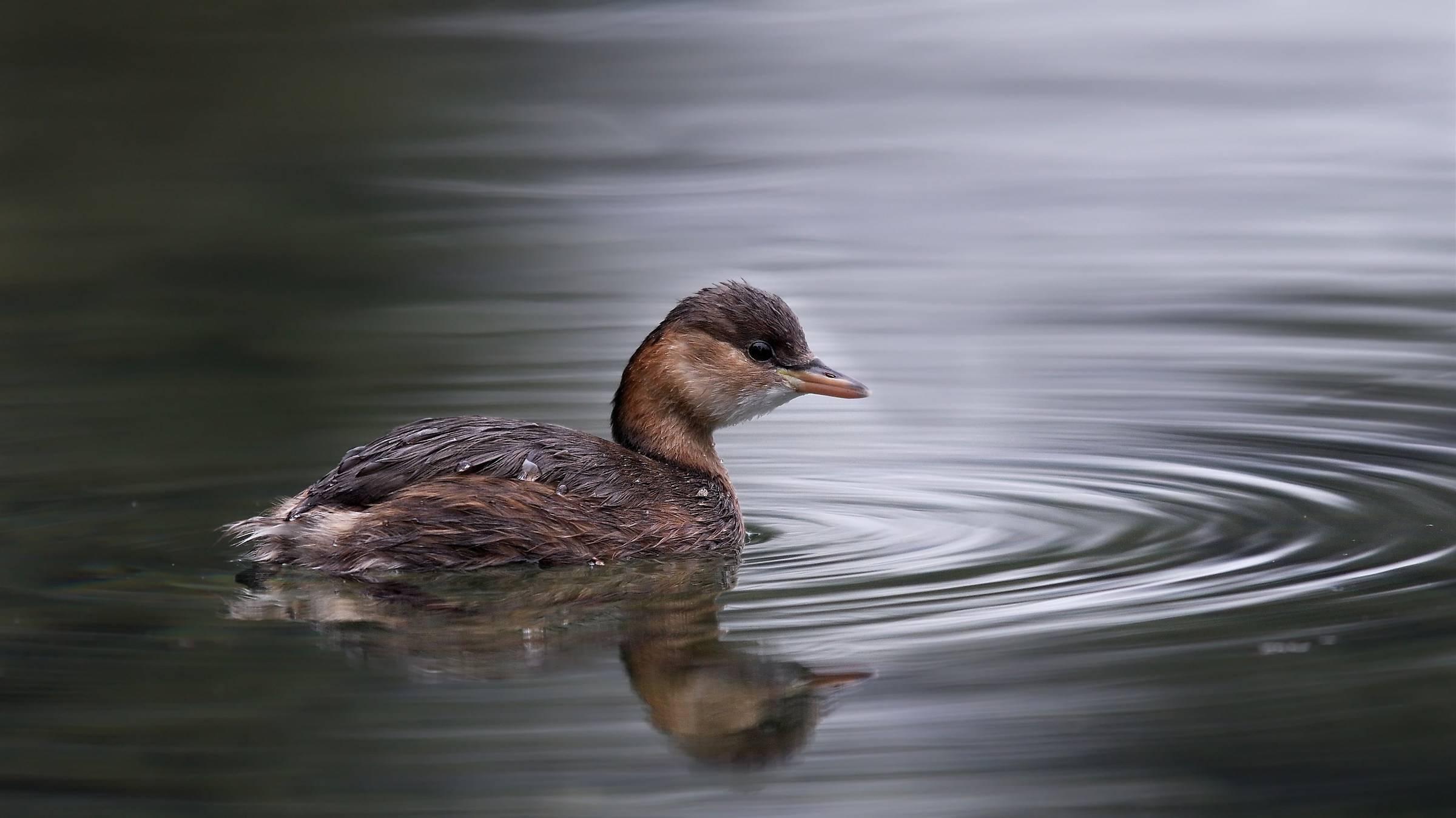 Little Grebe