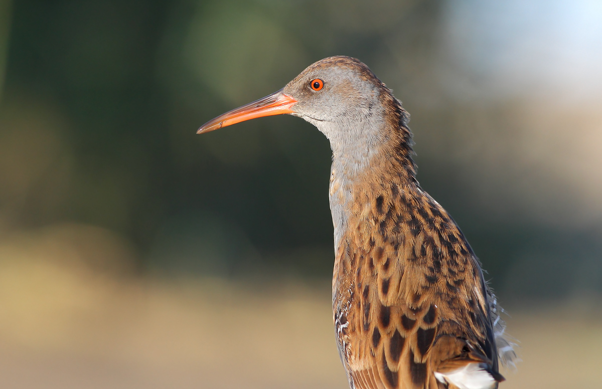 Water Rail