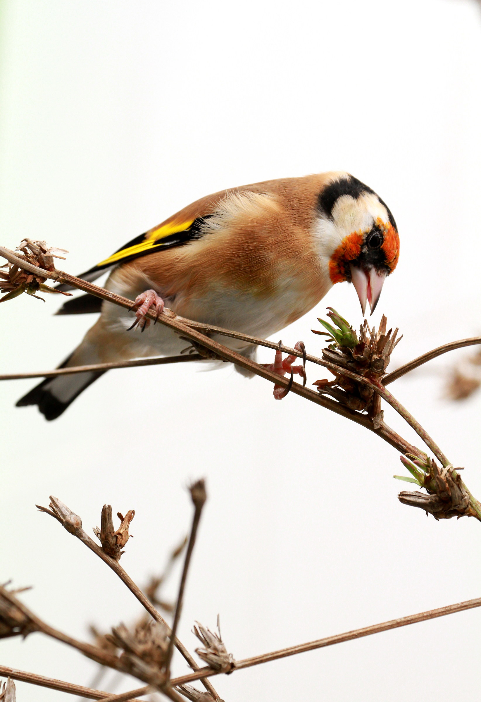 Cardellino su infiorescenza di cicoria selvatica