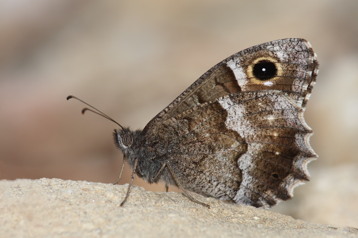 Lying - Hipparchia phages