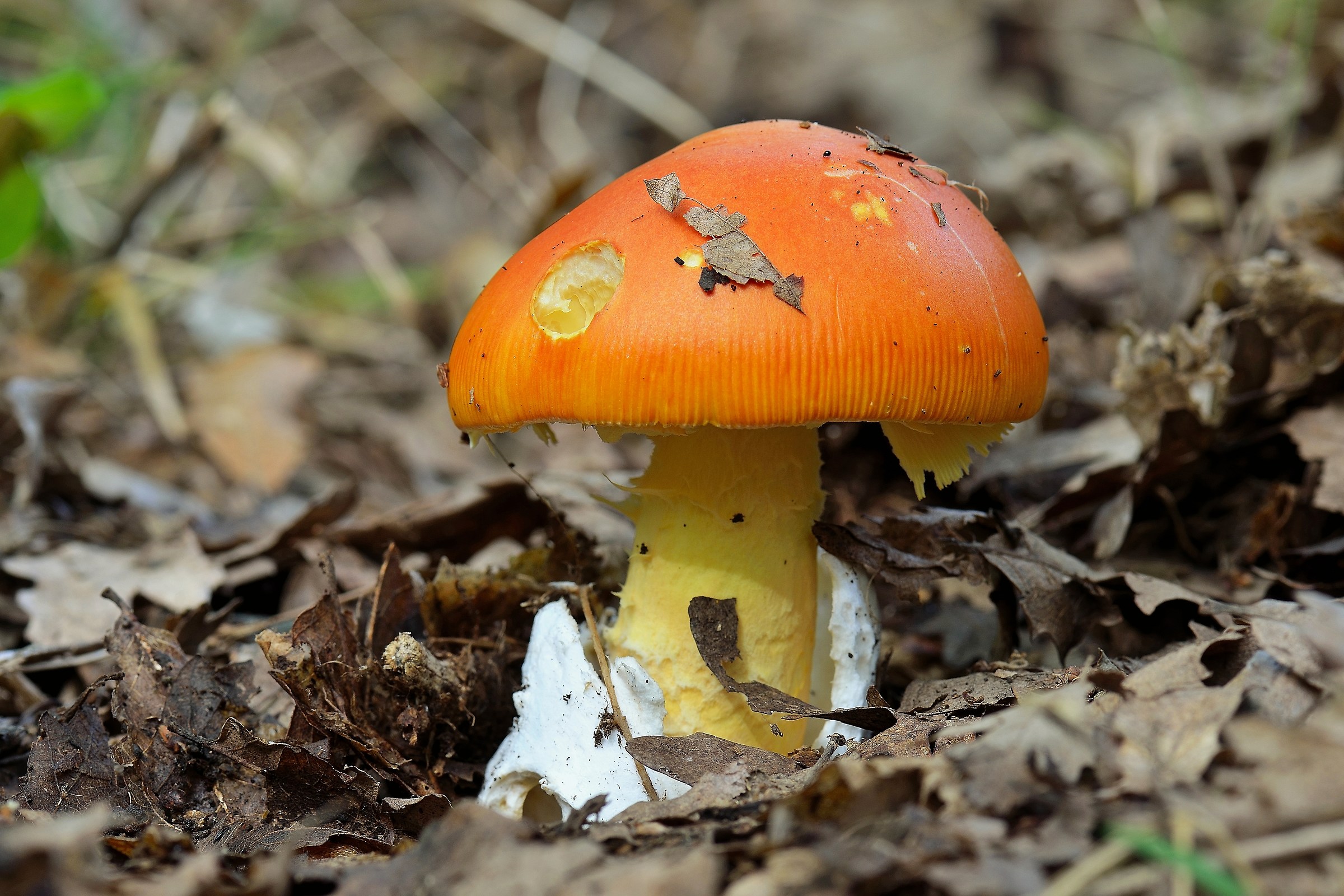 Amanita caesarea (Ovolo buono)