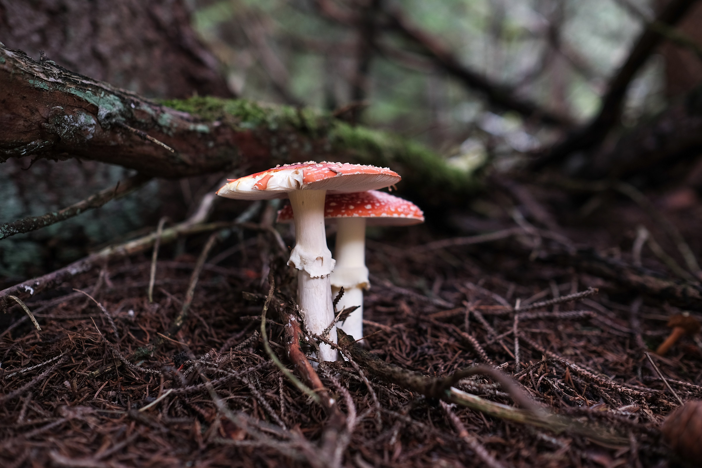 Amanita