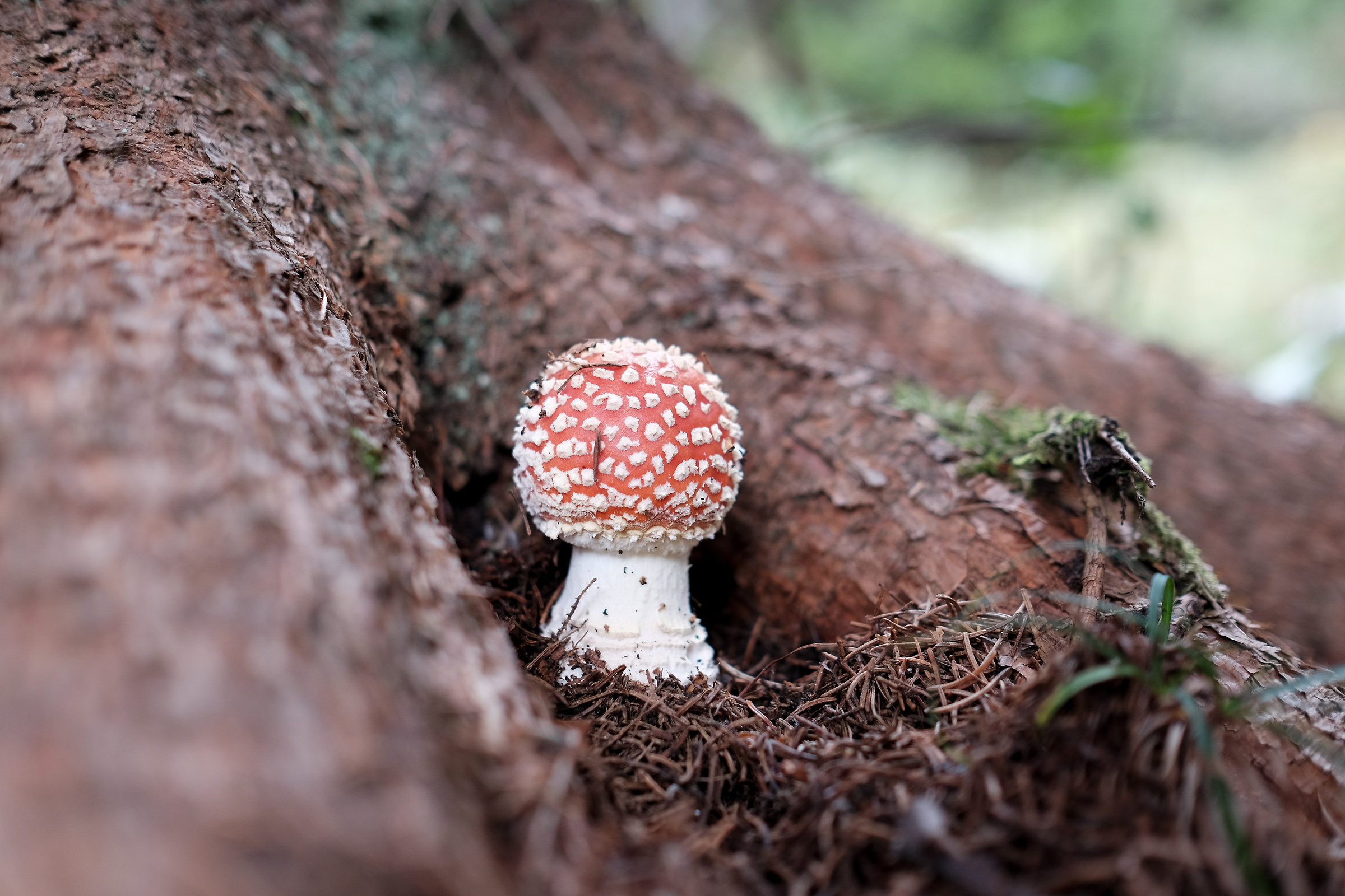 Amanita