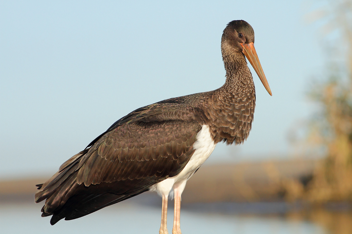 Black stork