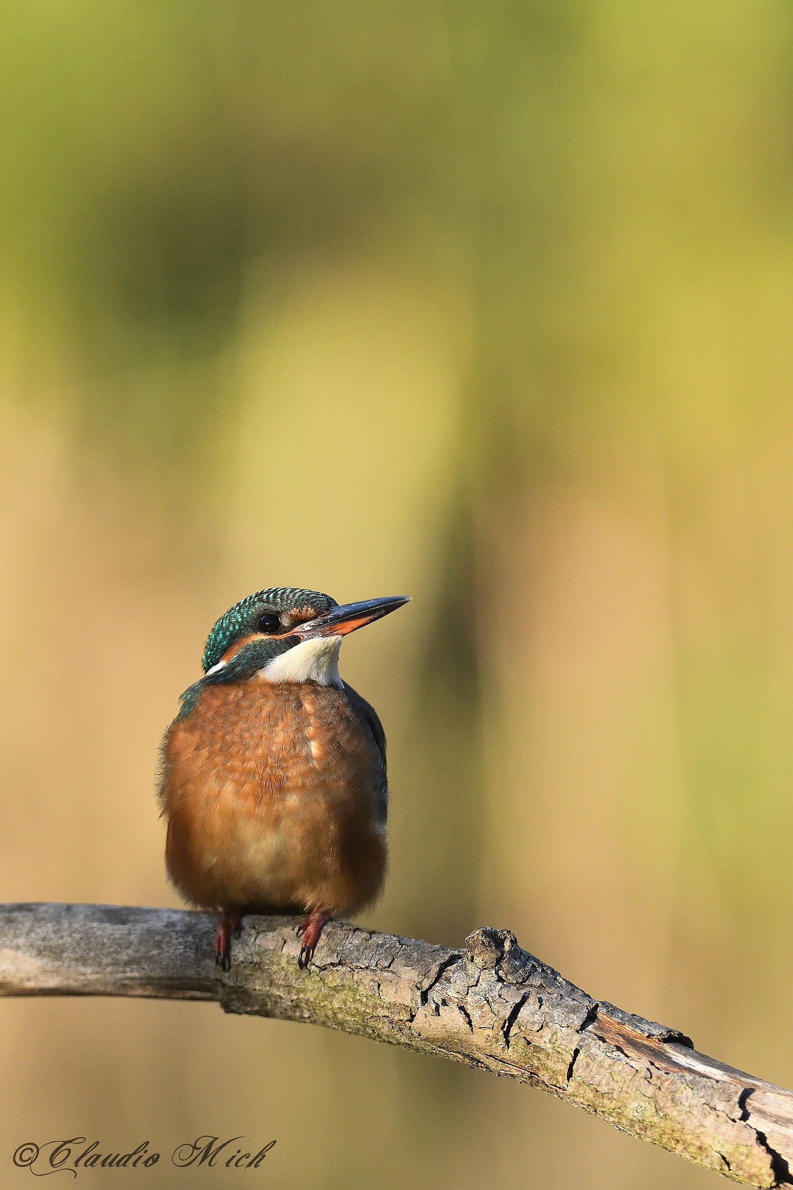 Primo sole sul Martin pescatore