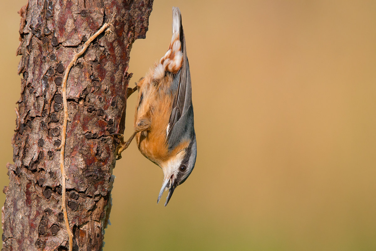 equilibrist woodpecker