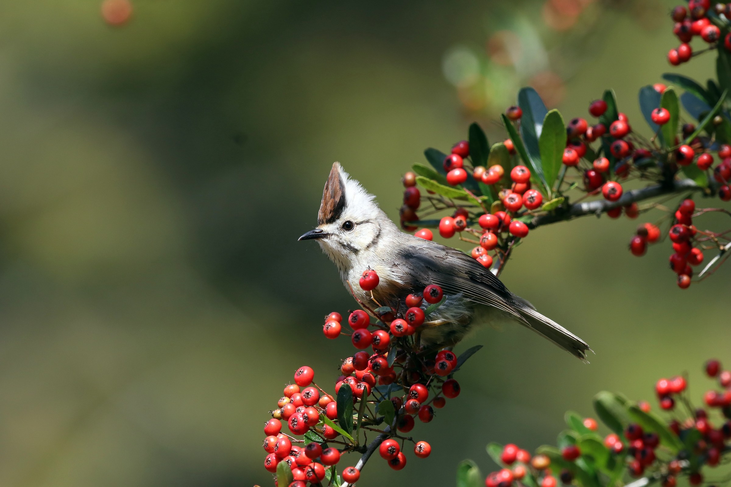 Formosan Yuhina