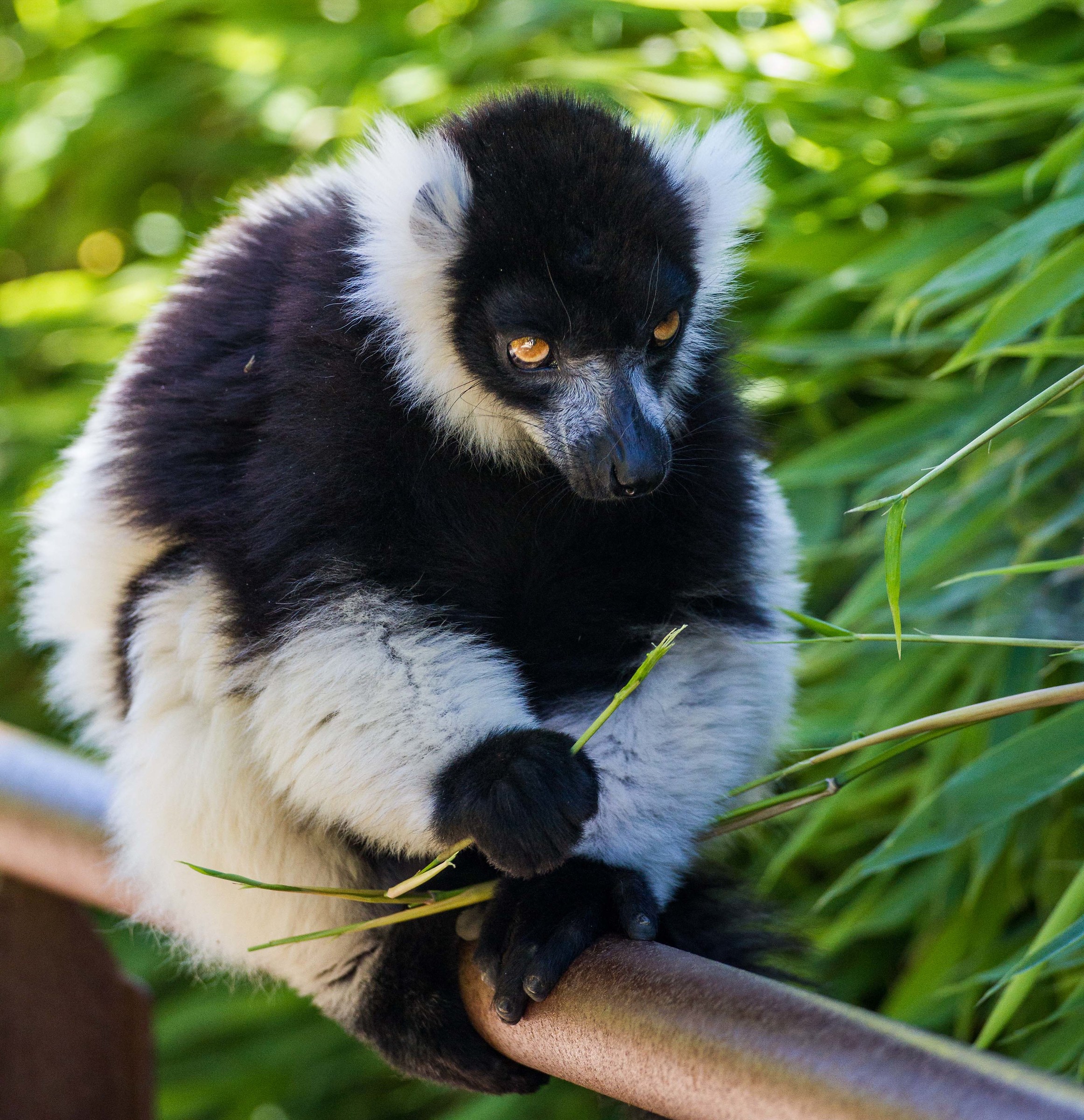 Lemur
