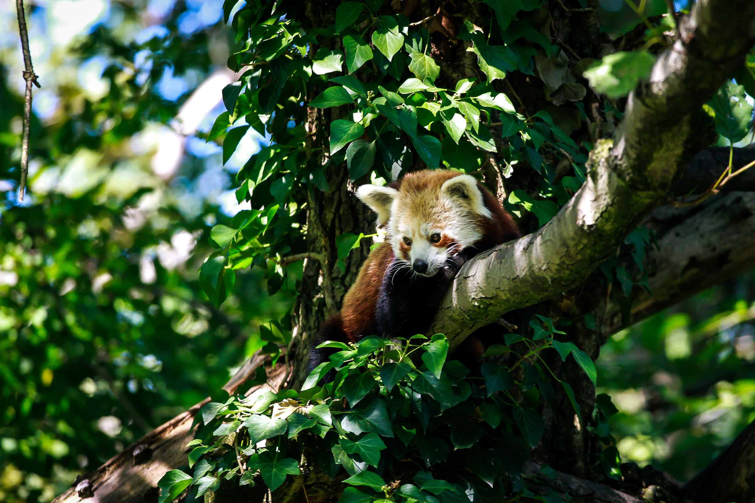 Small panda at the park '' La torbiera ''