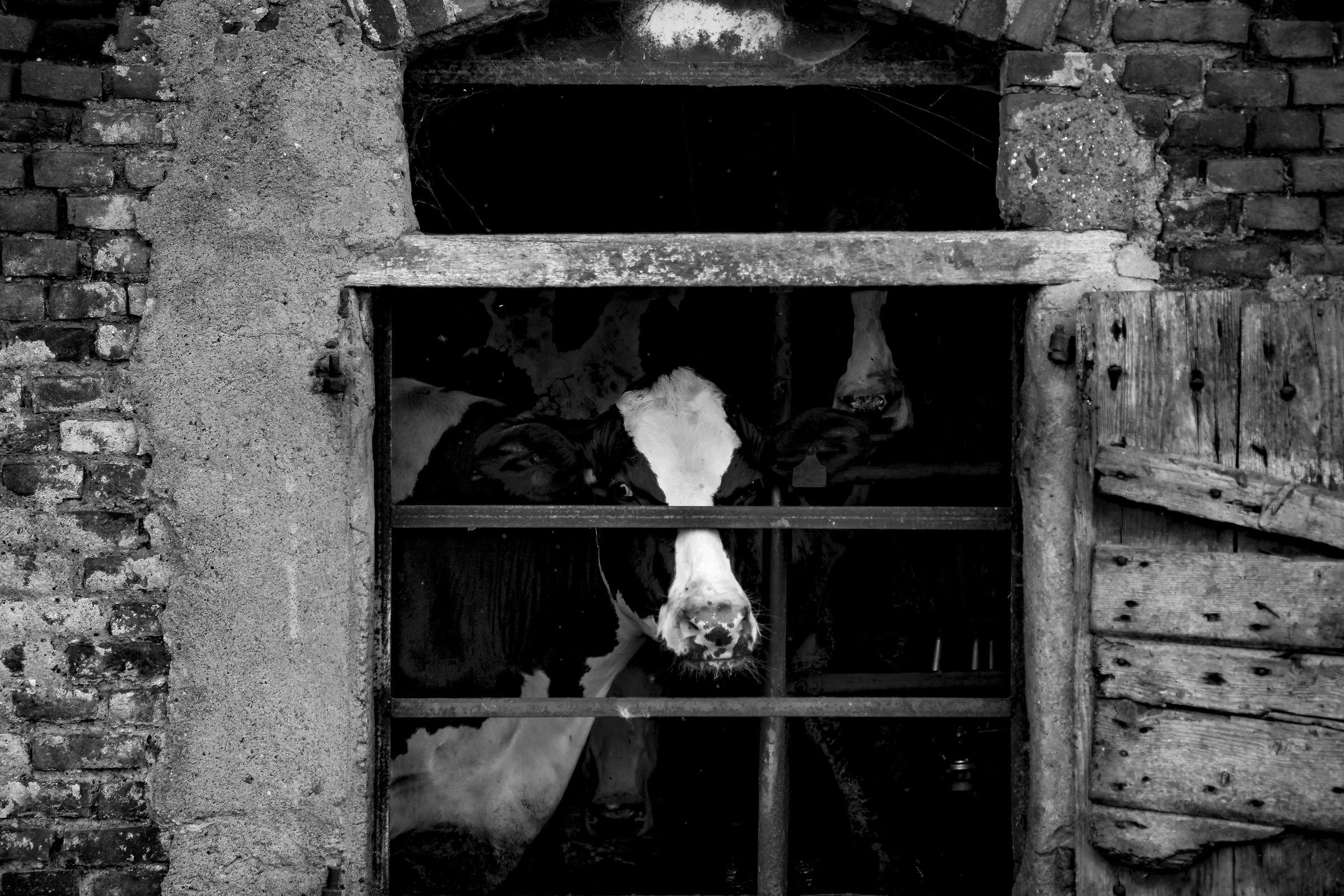 Curious cows