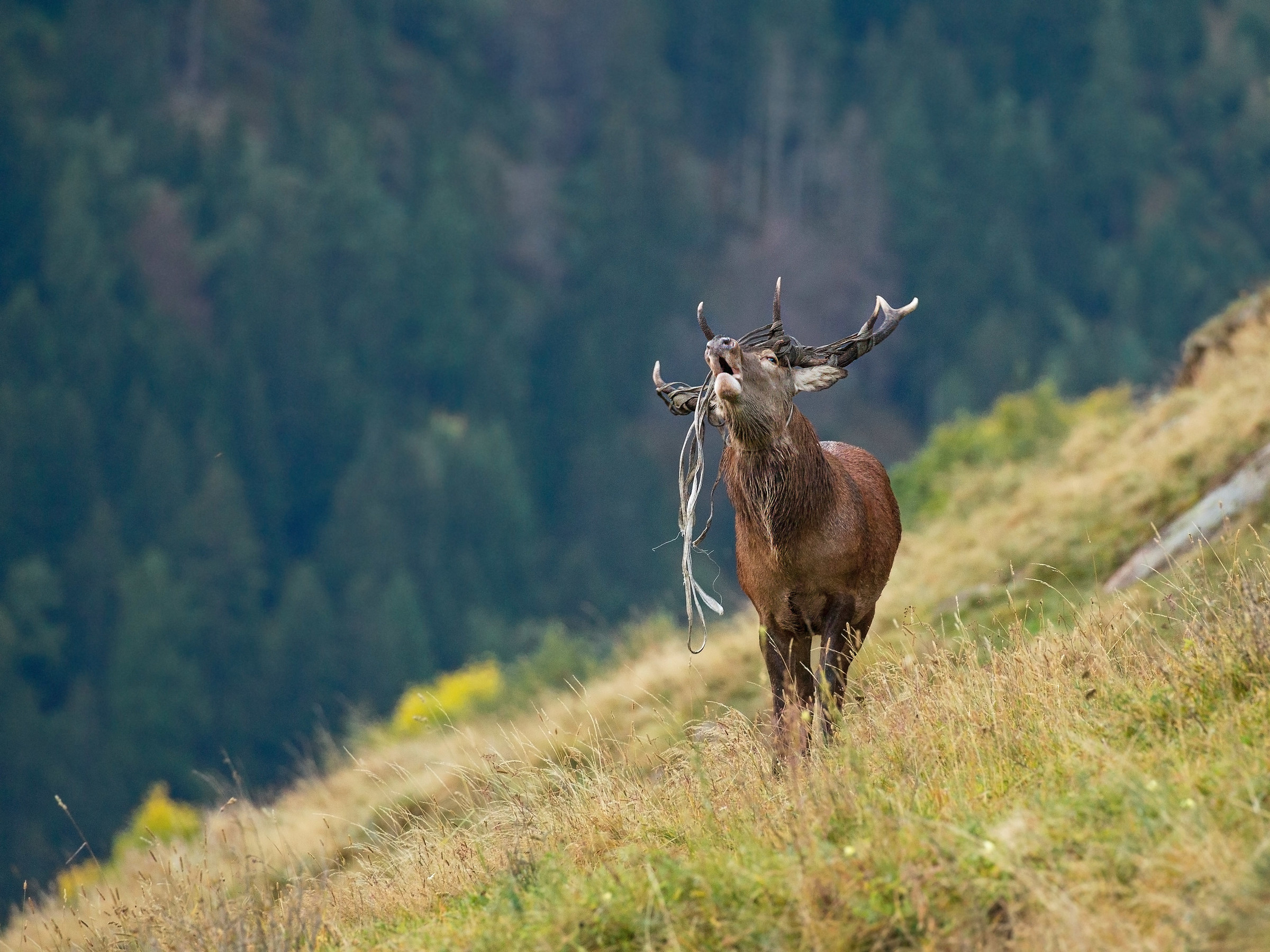Addobbato per le feste