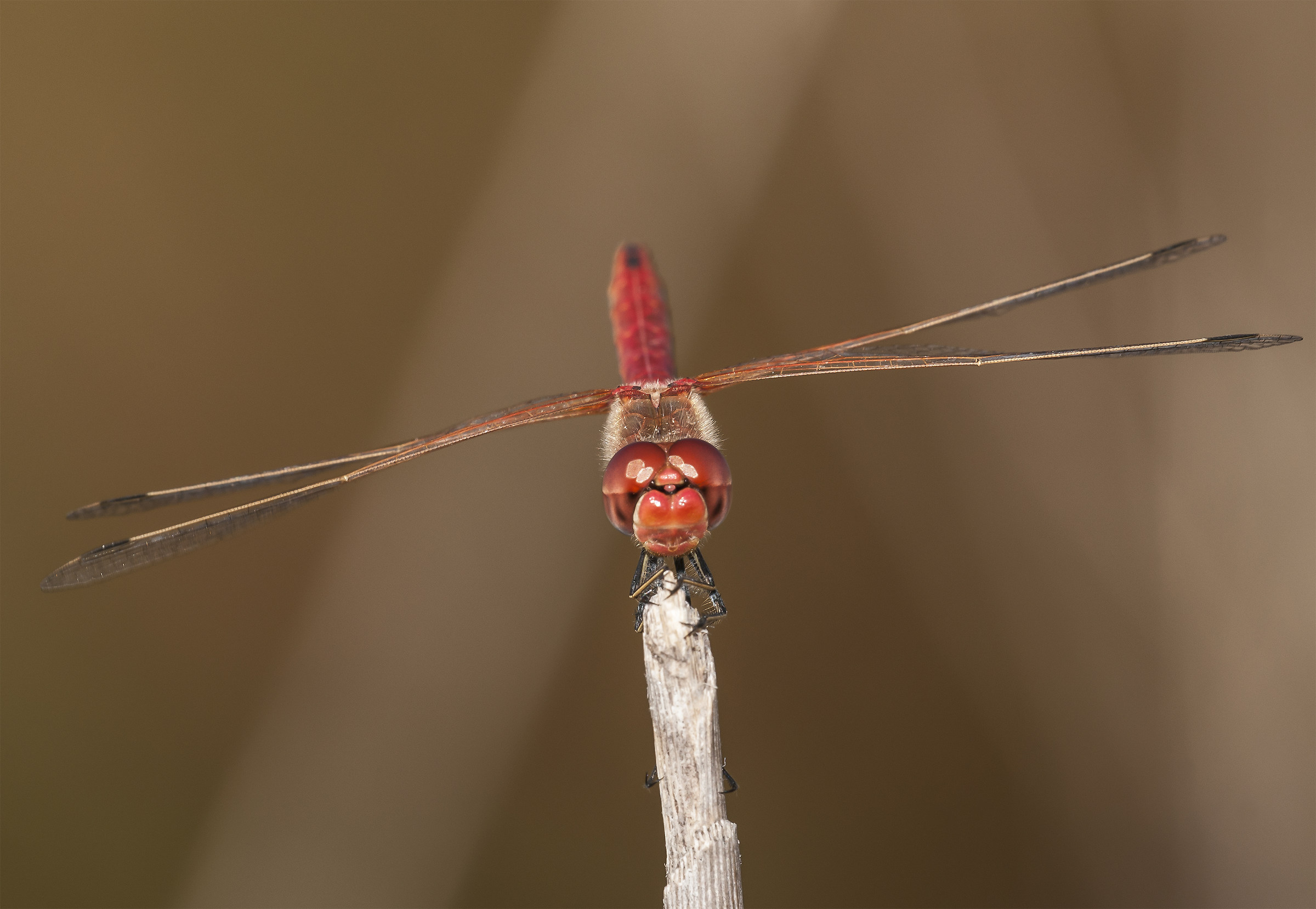 Dragonfly