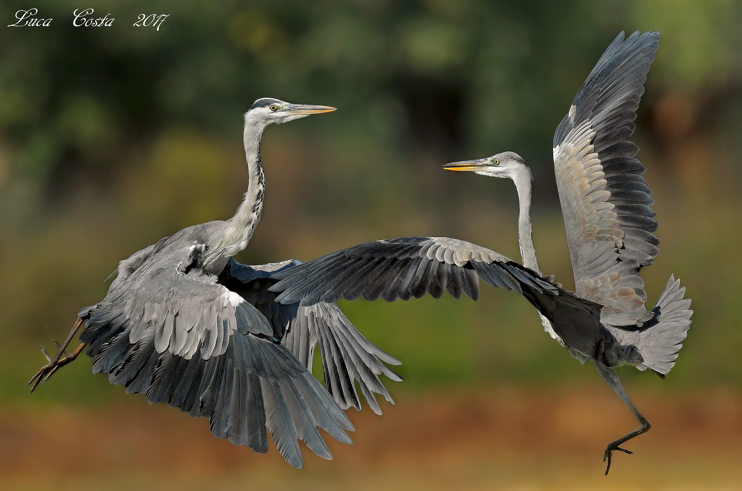 Combat Aironi Cenerini