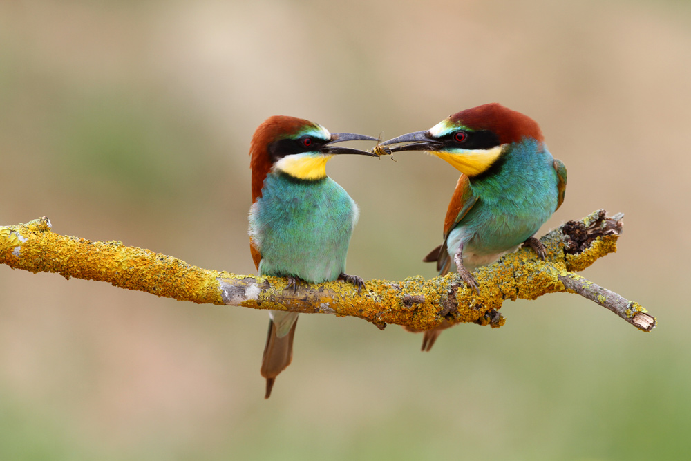 Bee-eater