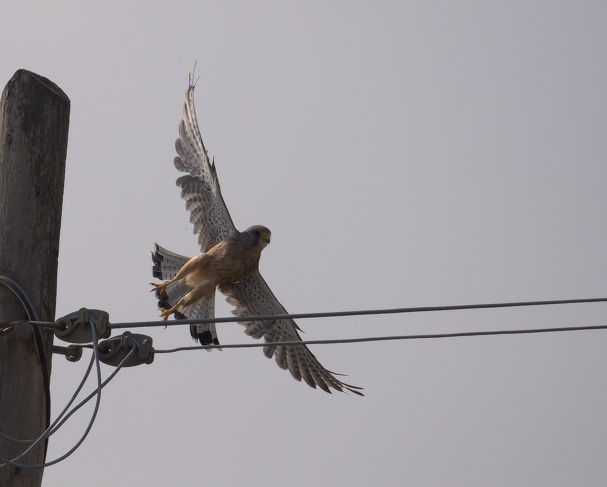 Male kestrel