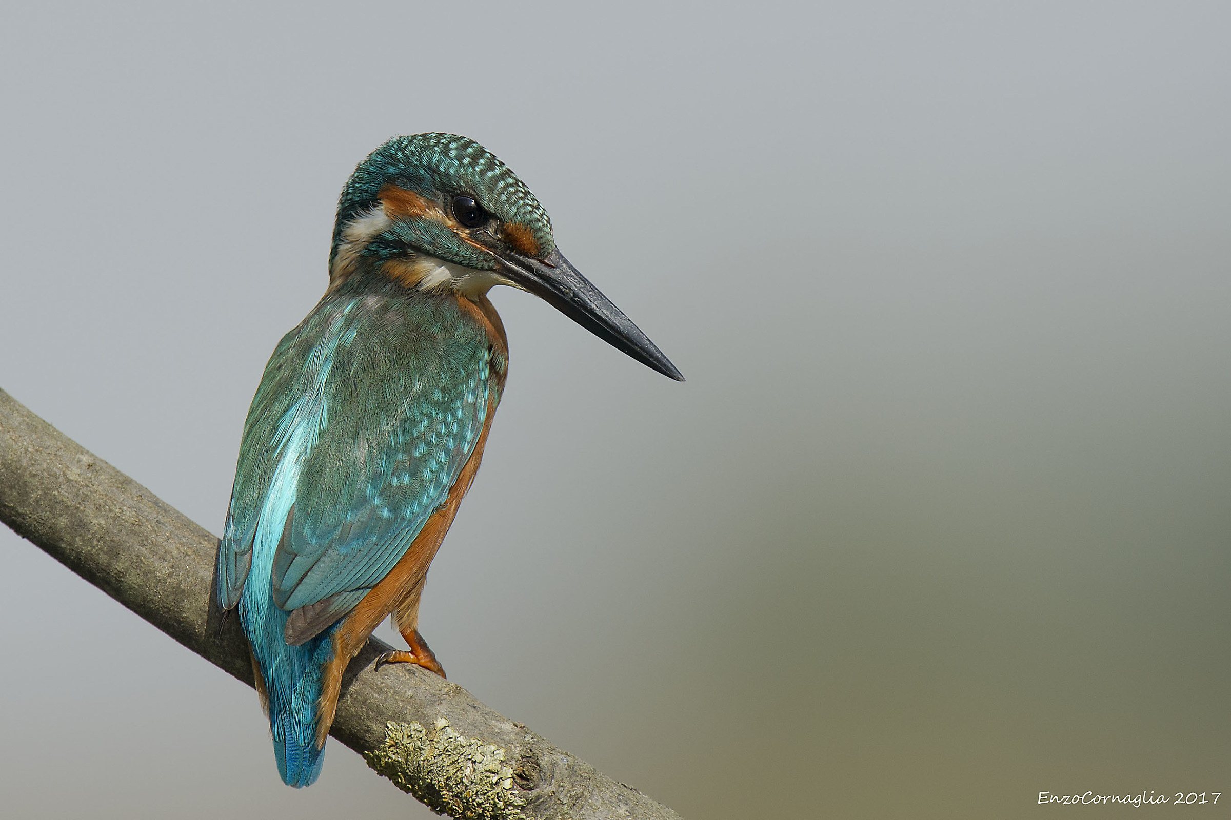Kingfisher