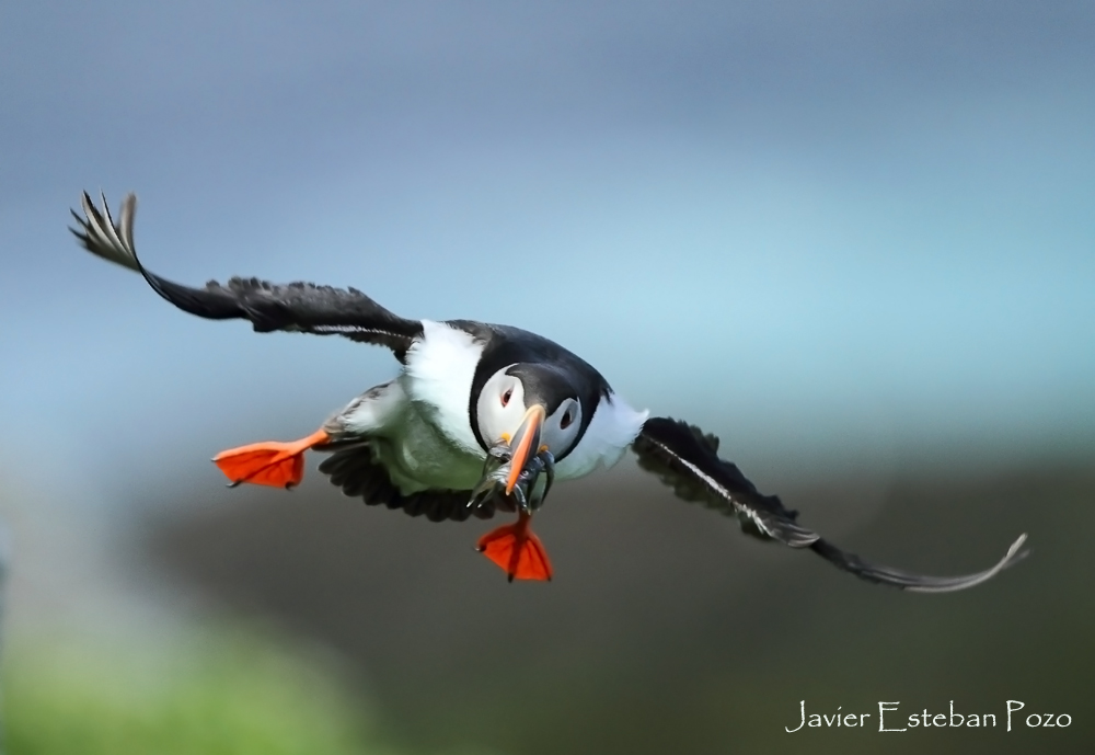 Puffin