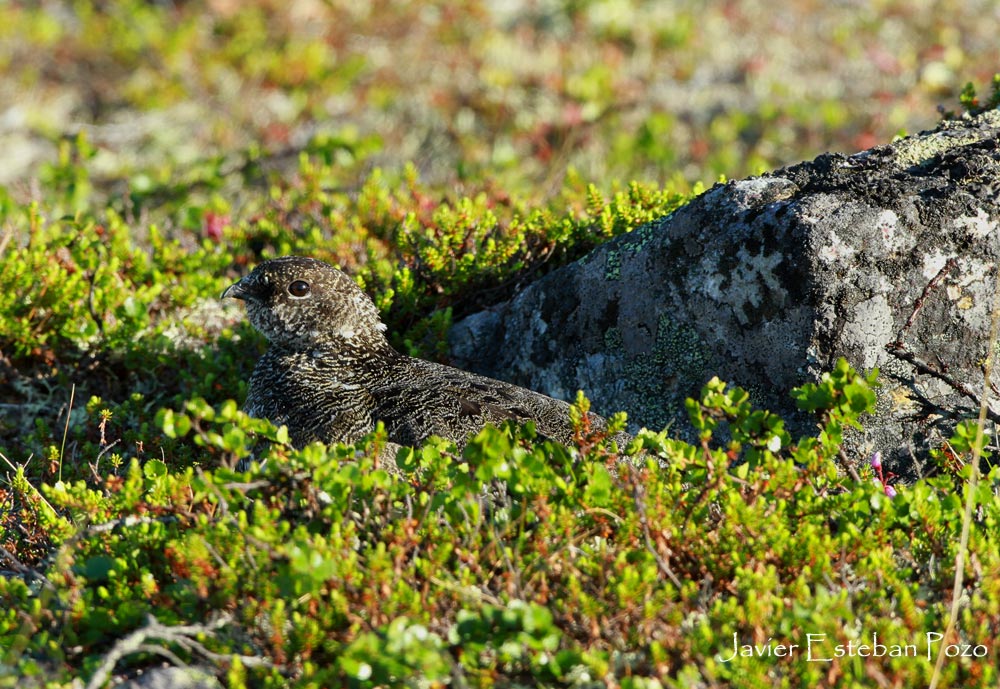 Rock ptarmigan