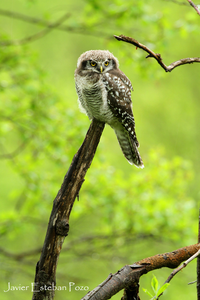 Hawk Owl