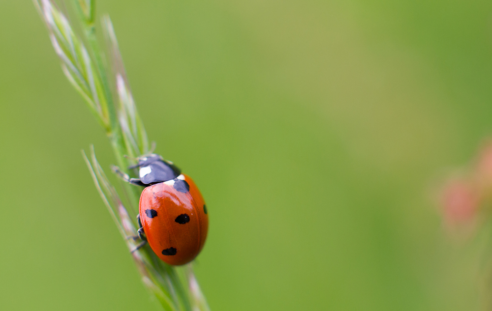 small indecisive ladybug