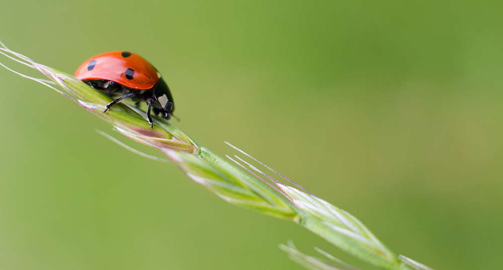 small ladybug downhill