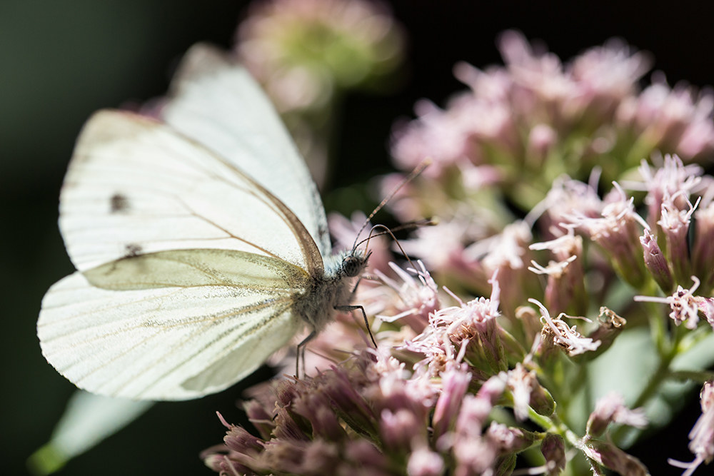 the beach of butterflies