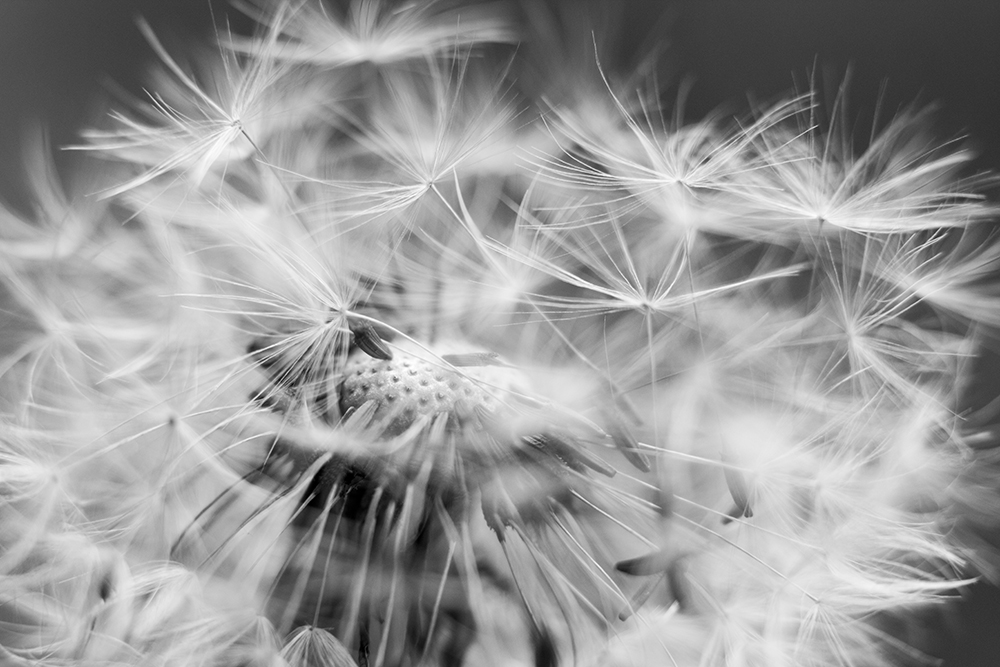 the melody is in the wind