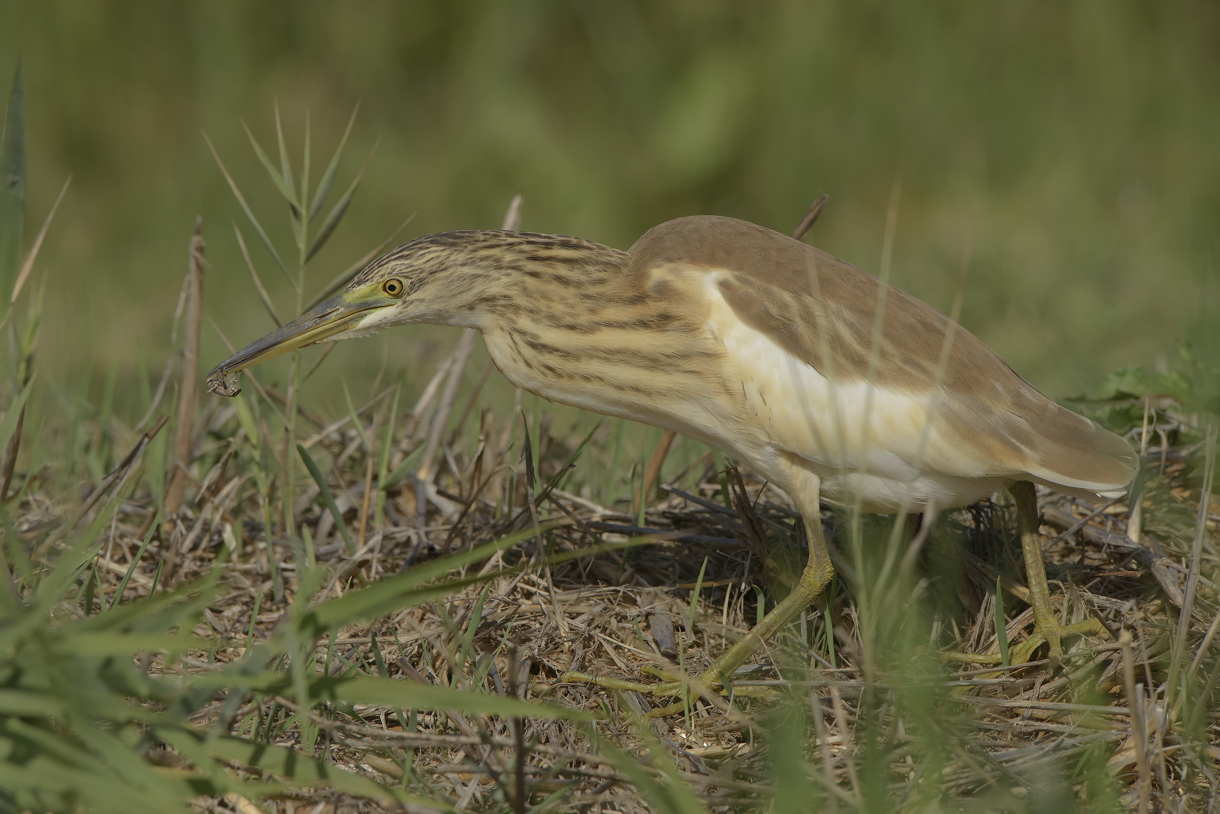 la sgarza e il curculionide