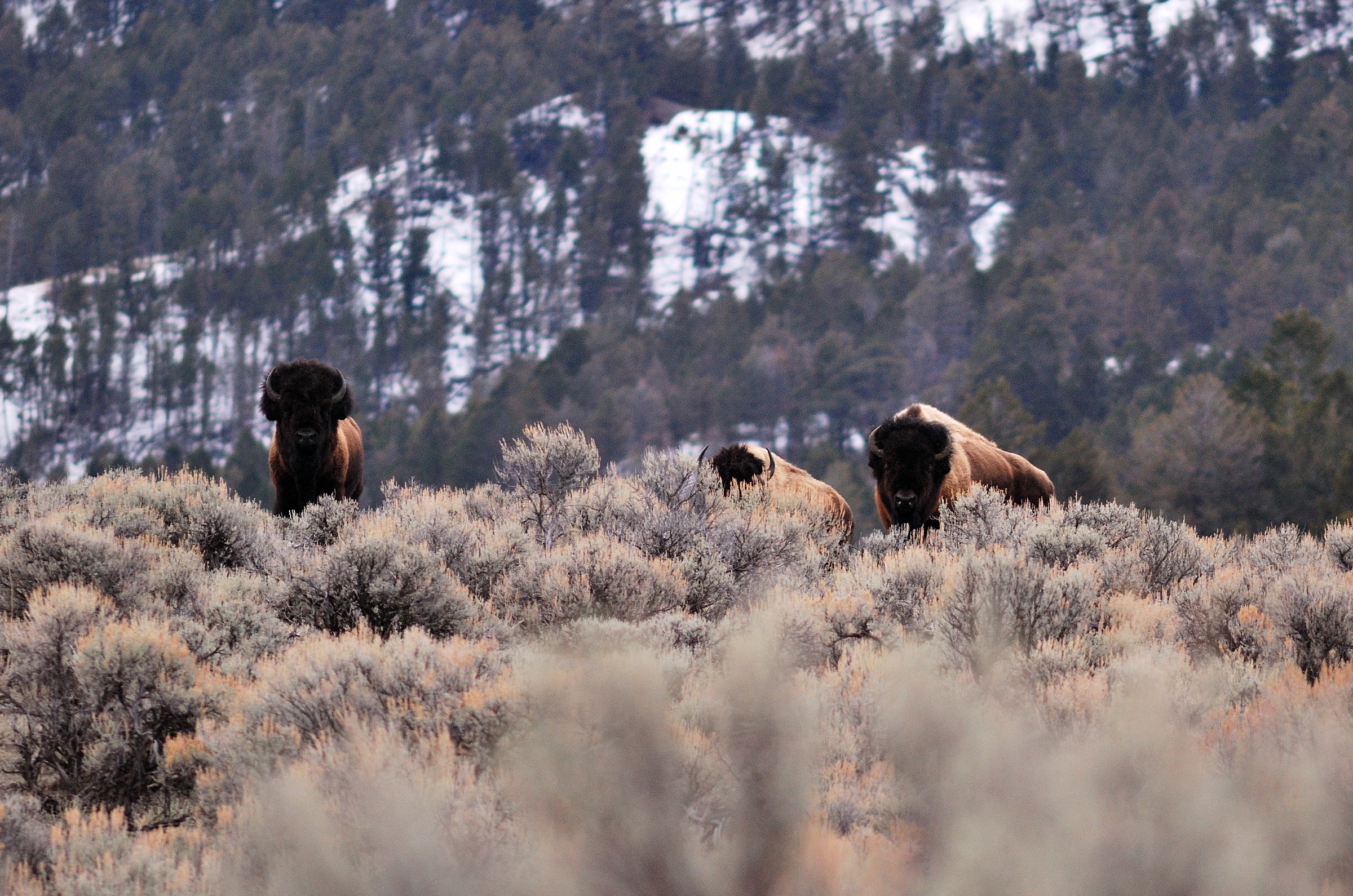 Bison alerted by my presence