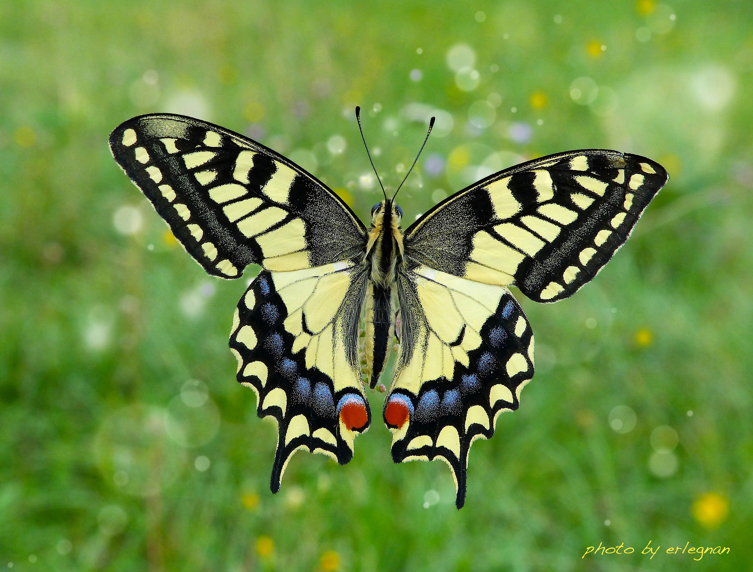 Macaone in bellavista