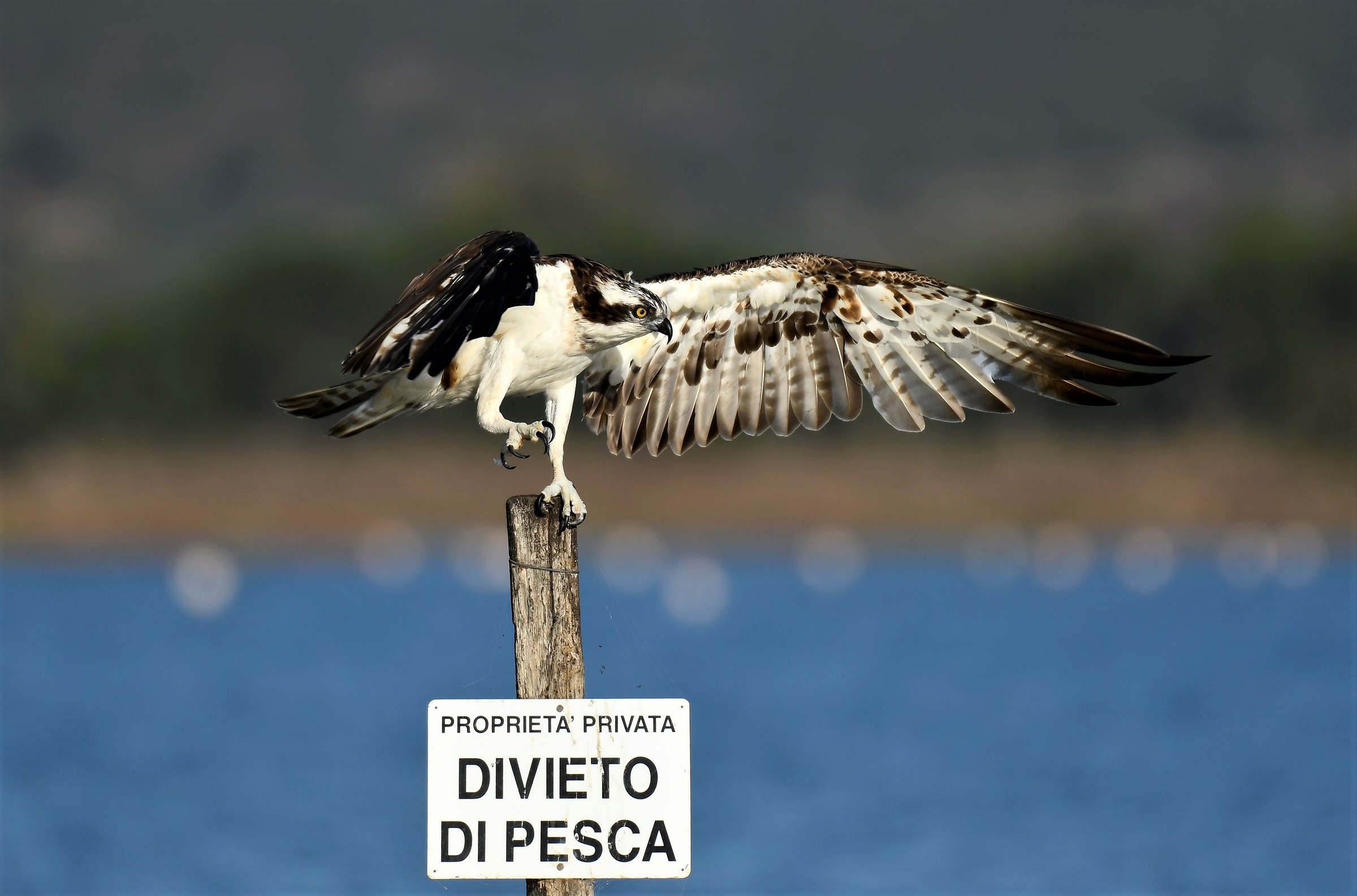 Falco pescatore