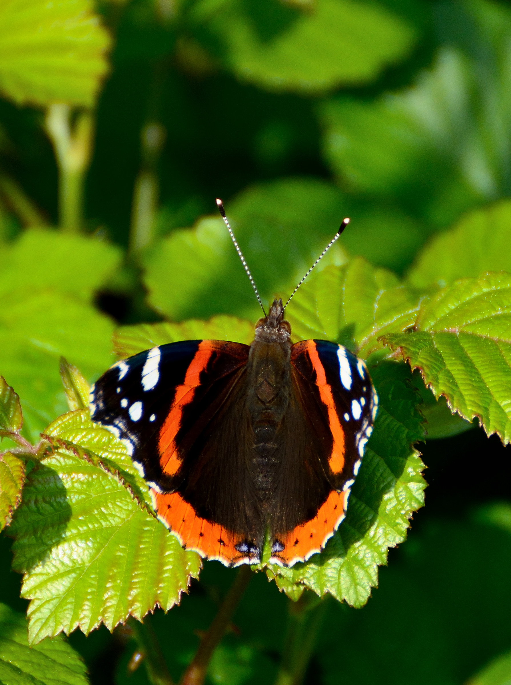 vanessa atalanta