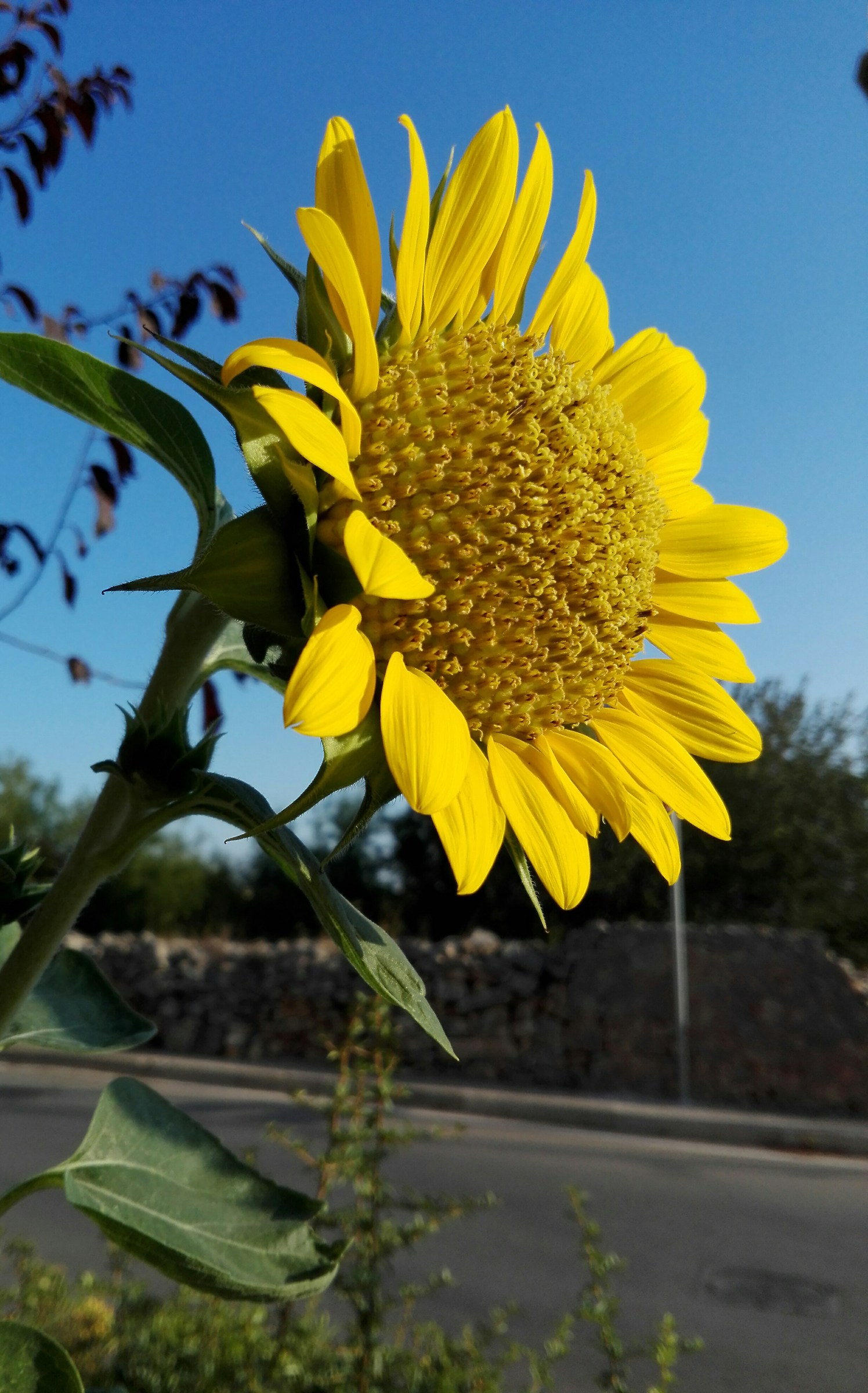 L'ultimo dei girasoli
