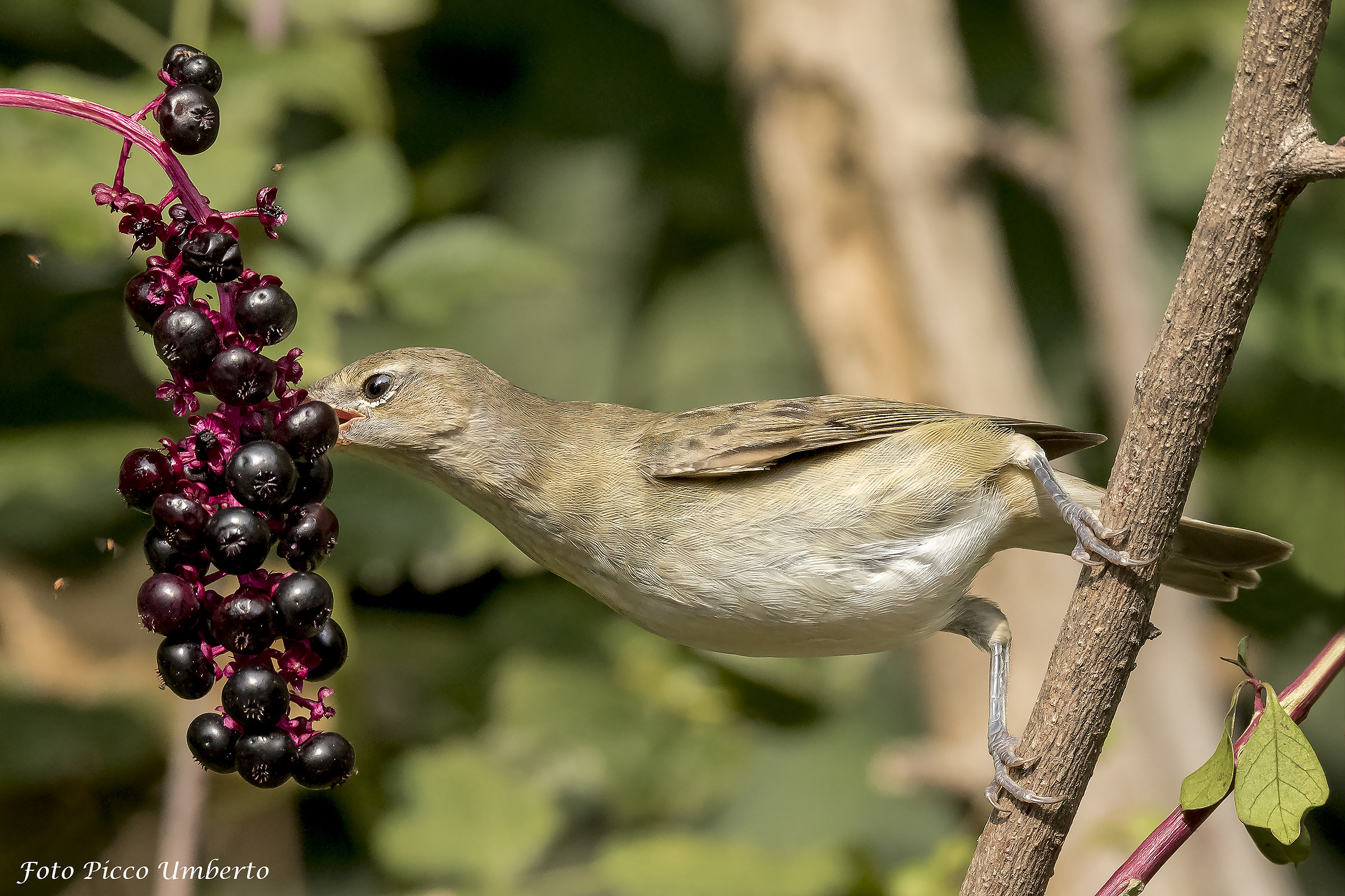 beccafico in pastura 2