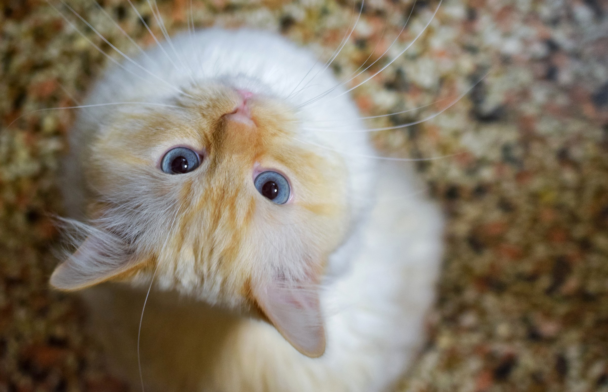 - photo + croquettes