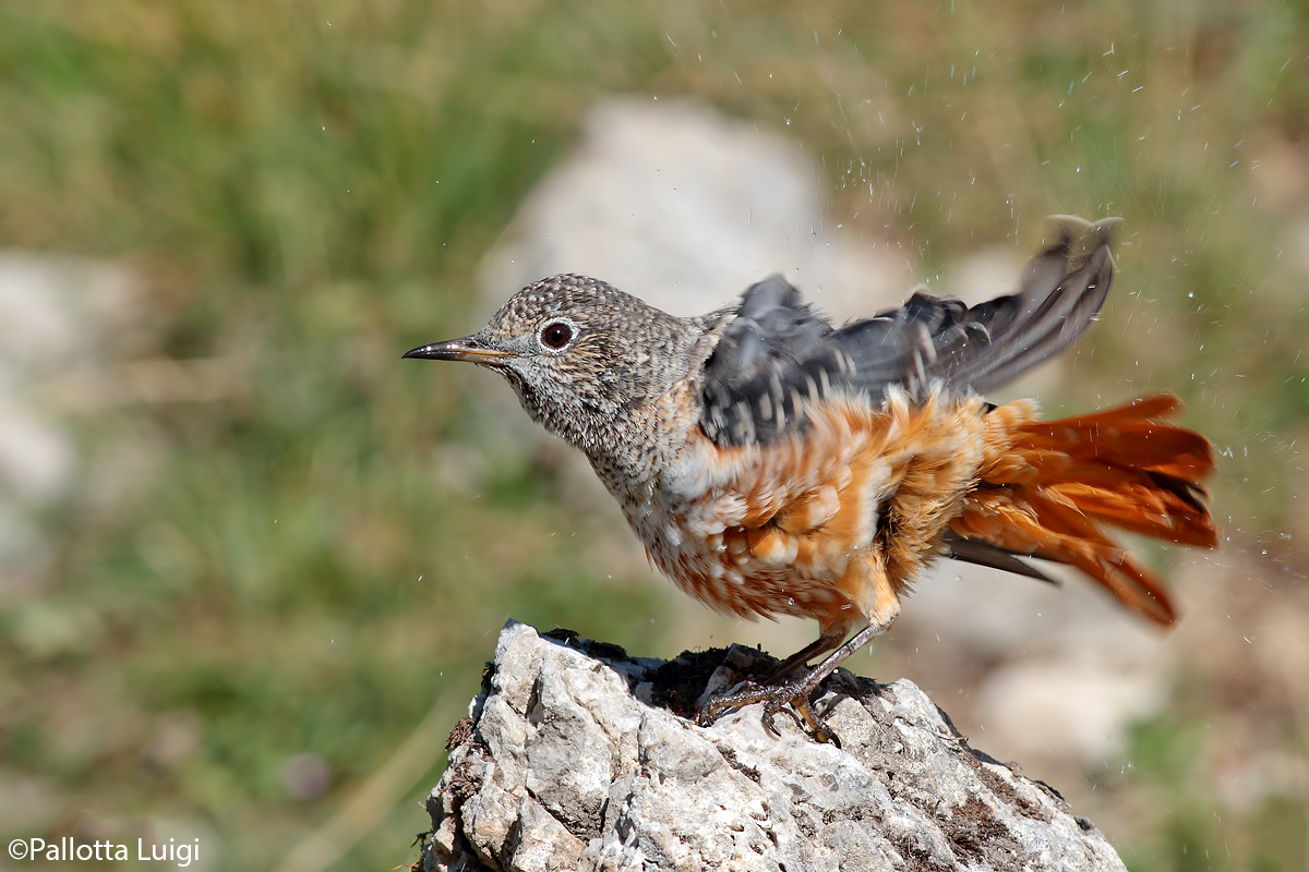 Codirossone (Monticola saxatilis)