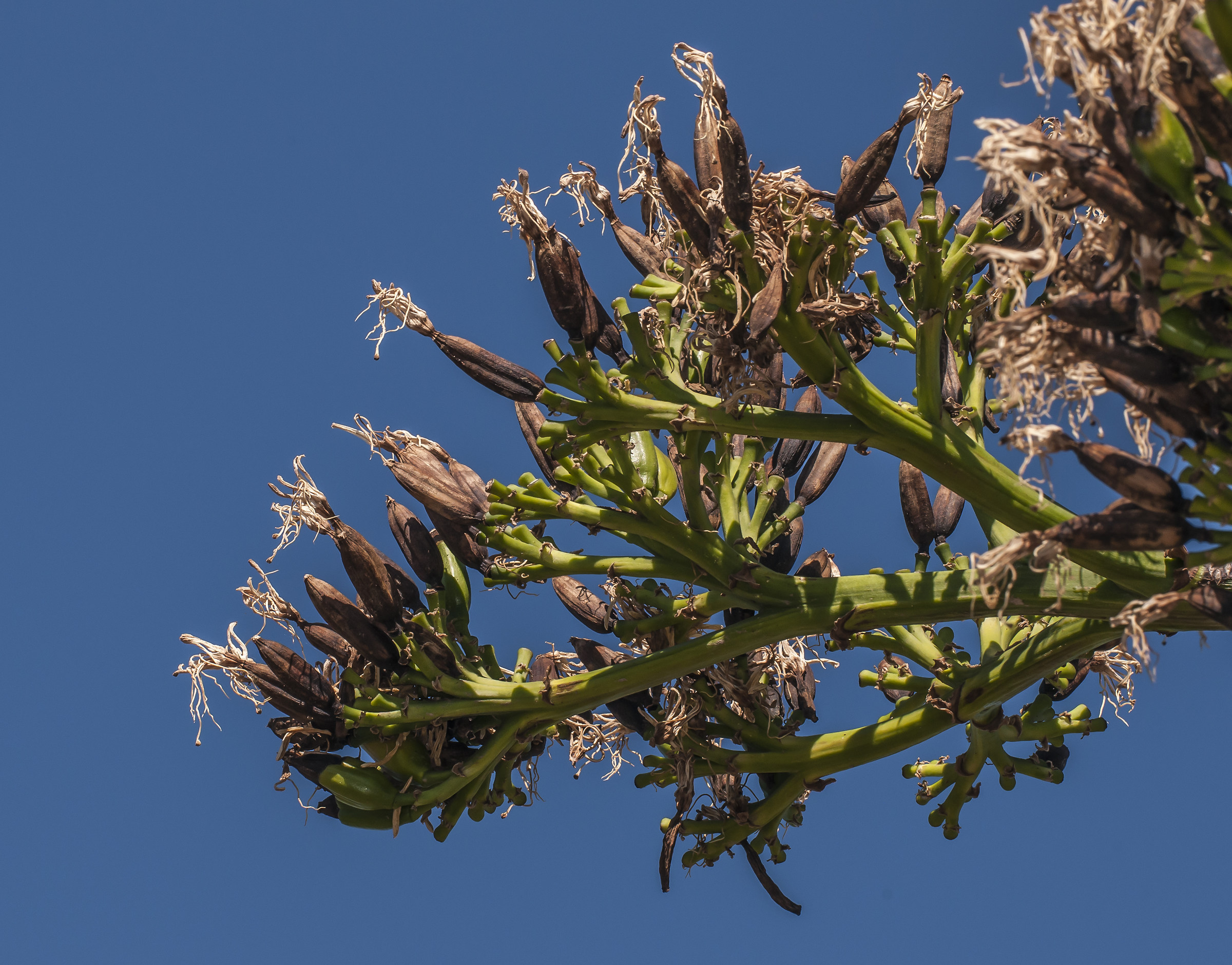 American Agave Fruits